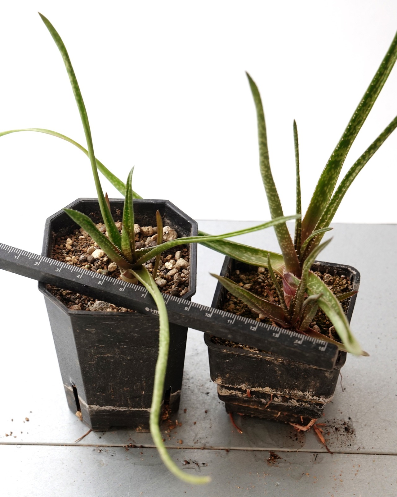 抜き苗 アロエ アルビフローラ Aloe albiflora