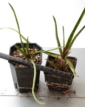 抜き苗 アロエ アルビフローラ Aloe albiflora