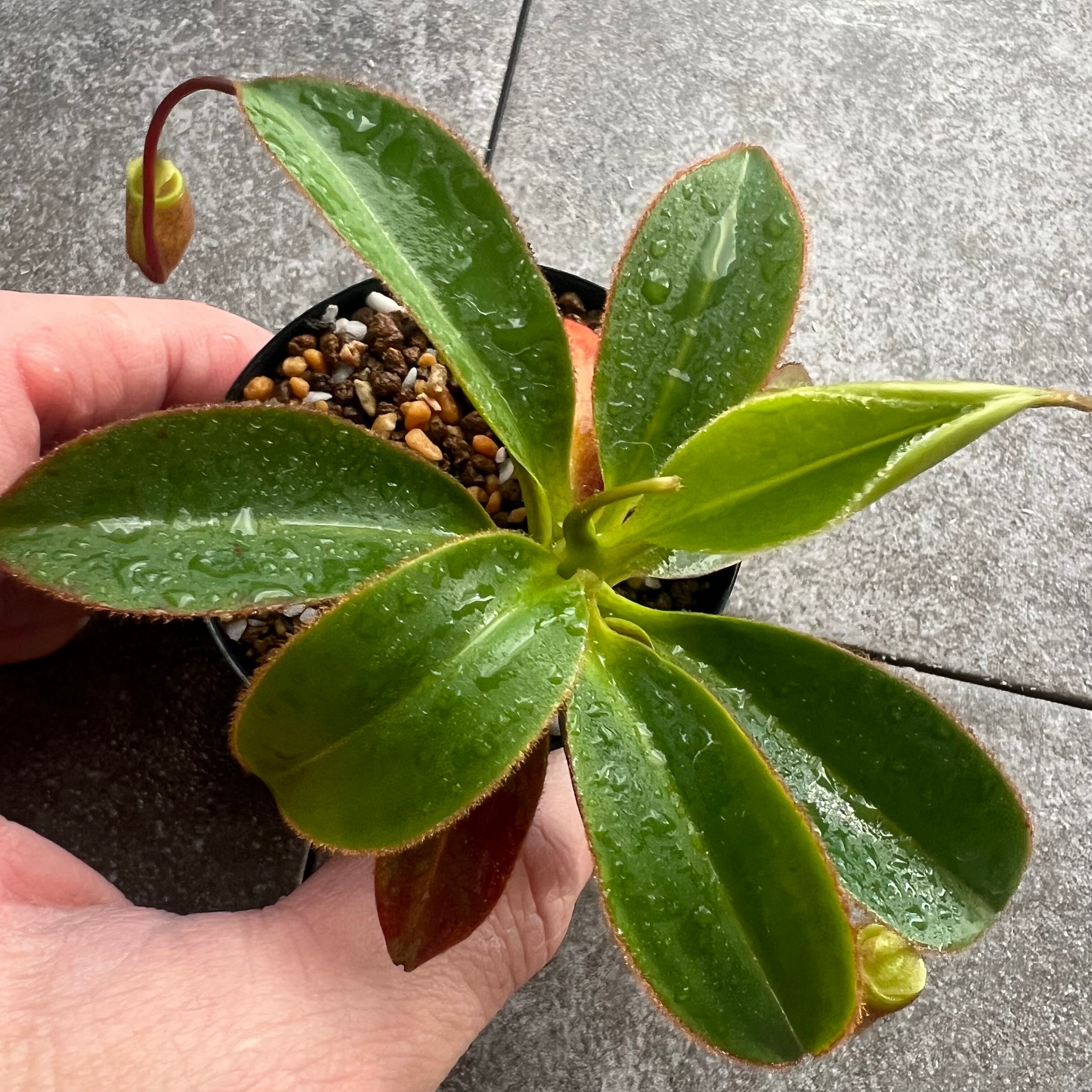 BE-3693 Nepenthes attenboroughii 2 | Exotic Botanics BE-3693 Nepenthes attenboroughii 2 | Exotic Botanics