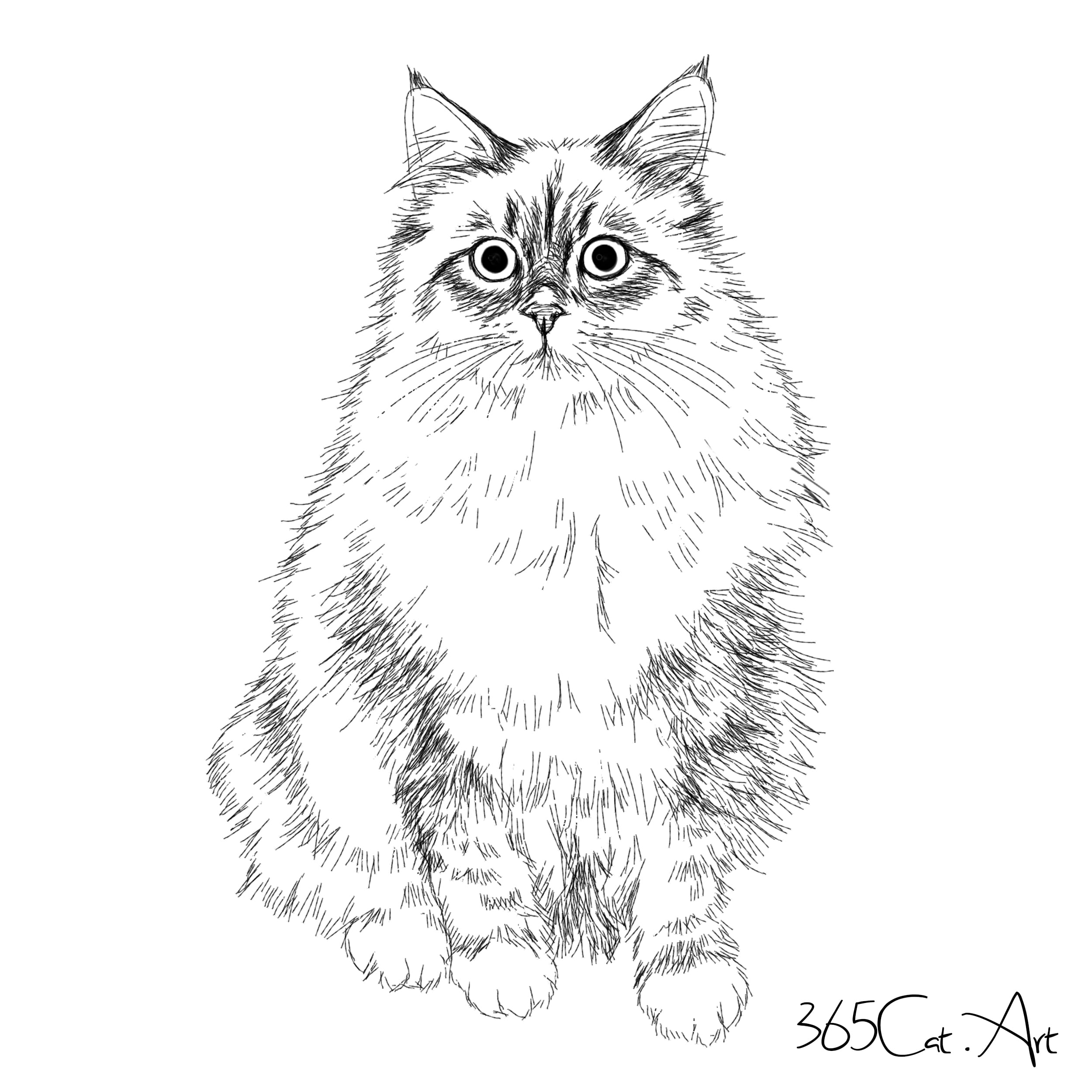 猫 ネコ ねこ 原画 鉛筆画 絵画 手描き イラスト モノクロ ハガキ