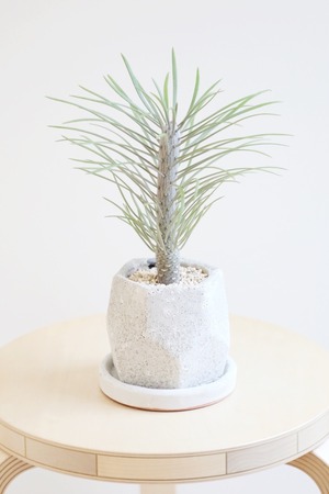 【S】セネシオ　クレイニア　ネリイフォリア/Senecio kleinia