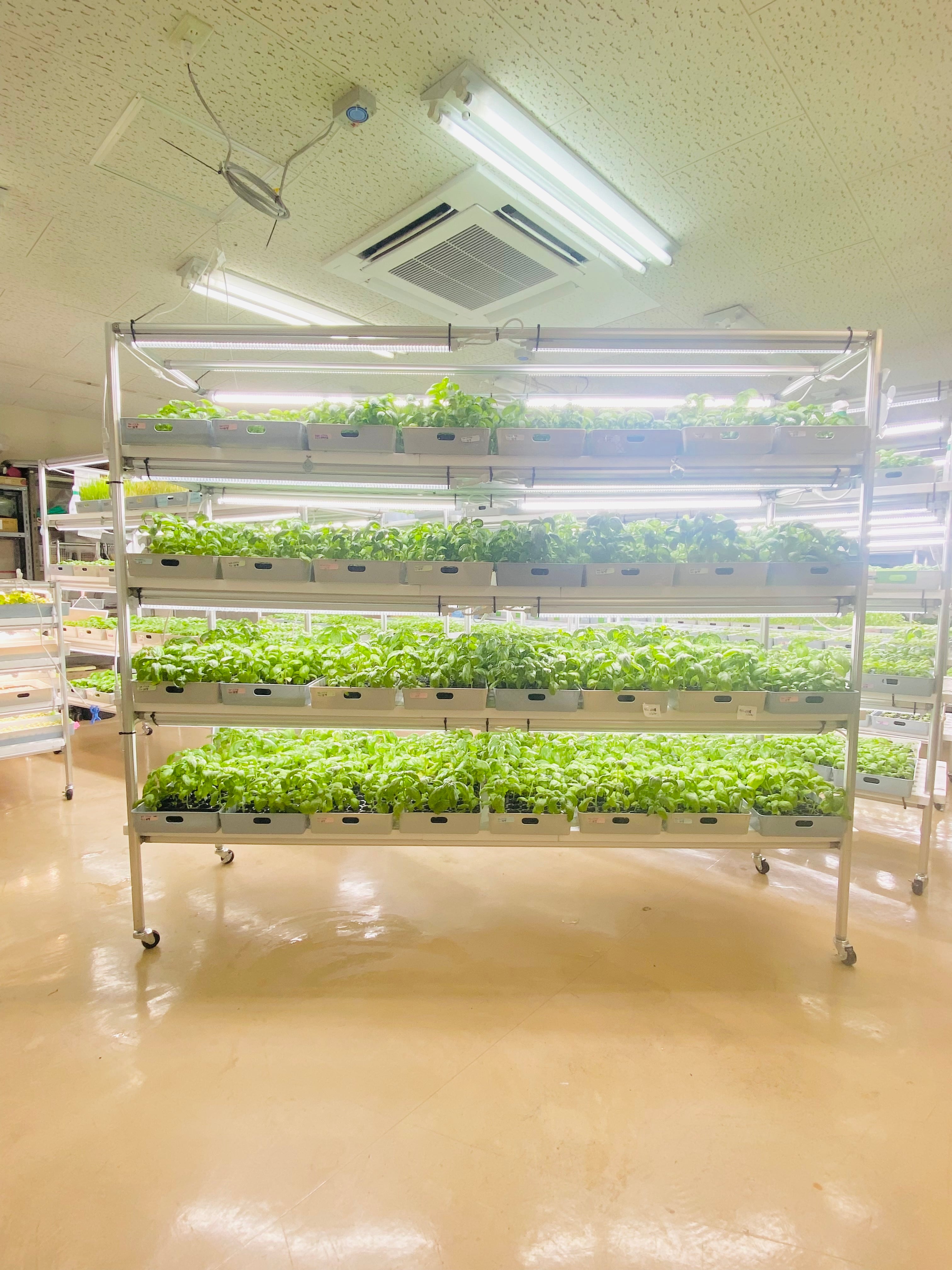 単品【Basil powder】10g | NARA shizuka farm 静奈ファーム