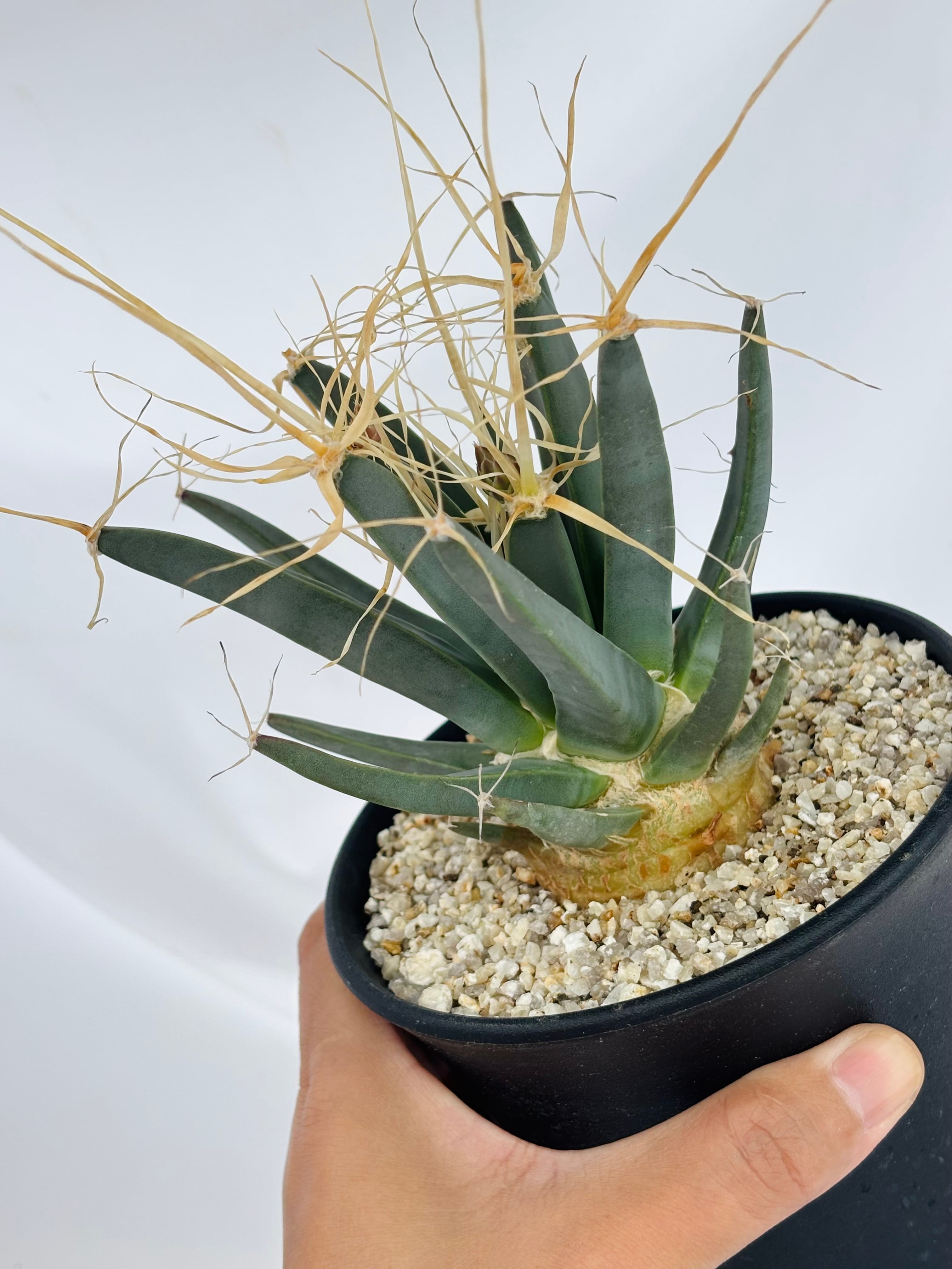 Leuchtenbergia principis レウクテンベルギア 晃山 サボテン | plants