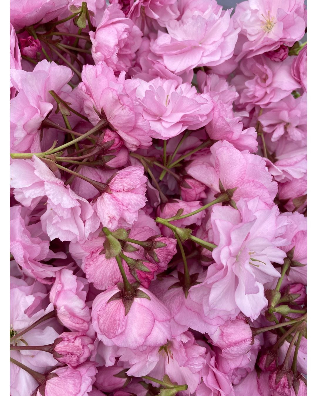 高遠町の桜で作ったジェラート”桜ソルト”【4個セット】 | POSTA GELATO