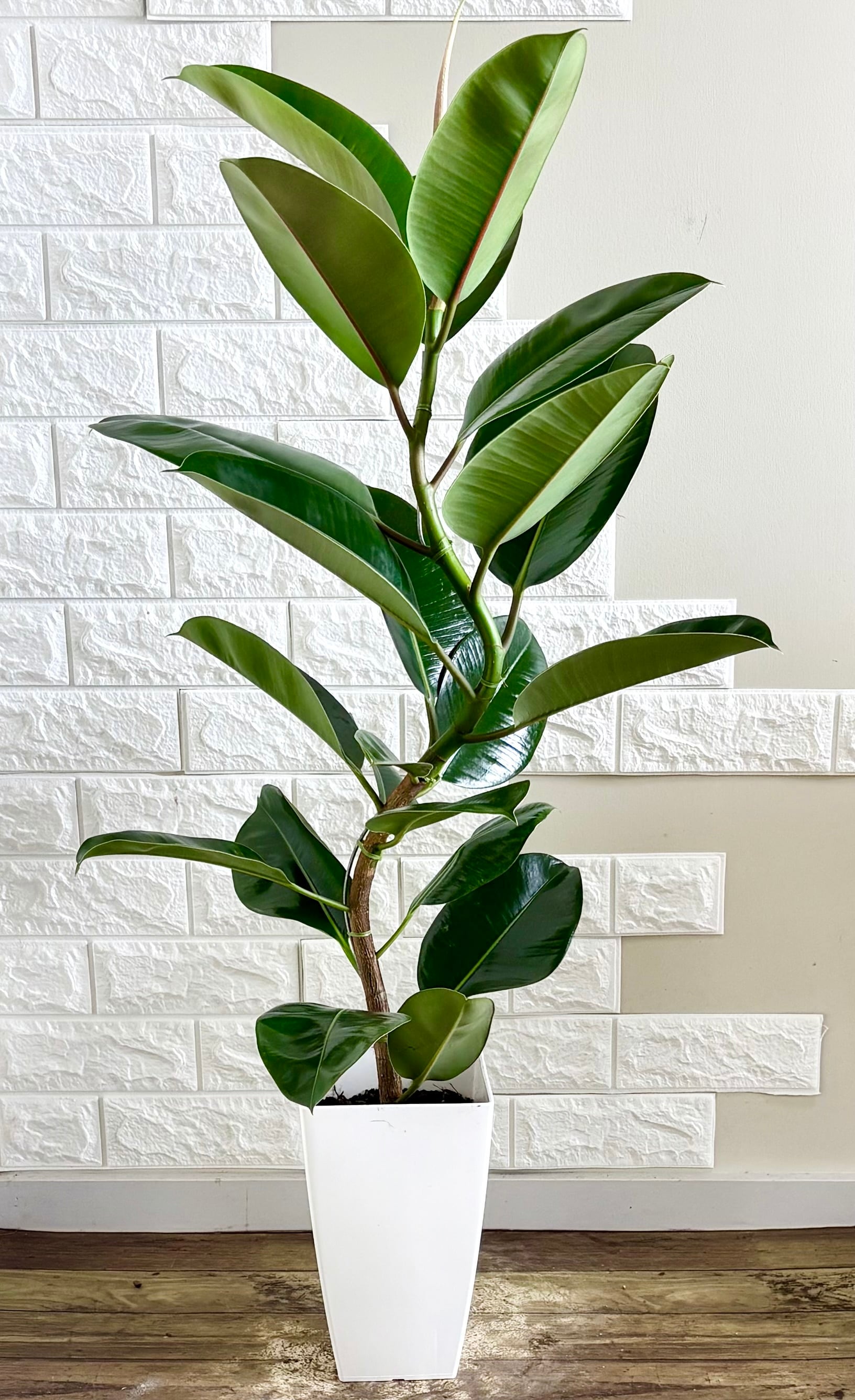 現品】フィカスソフィア 曲がり樹形 観葉植物 | 観葉植物のお店 feerie
