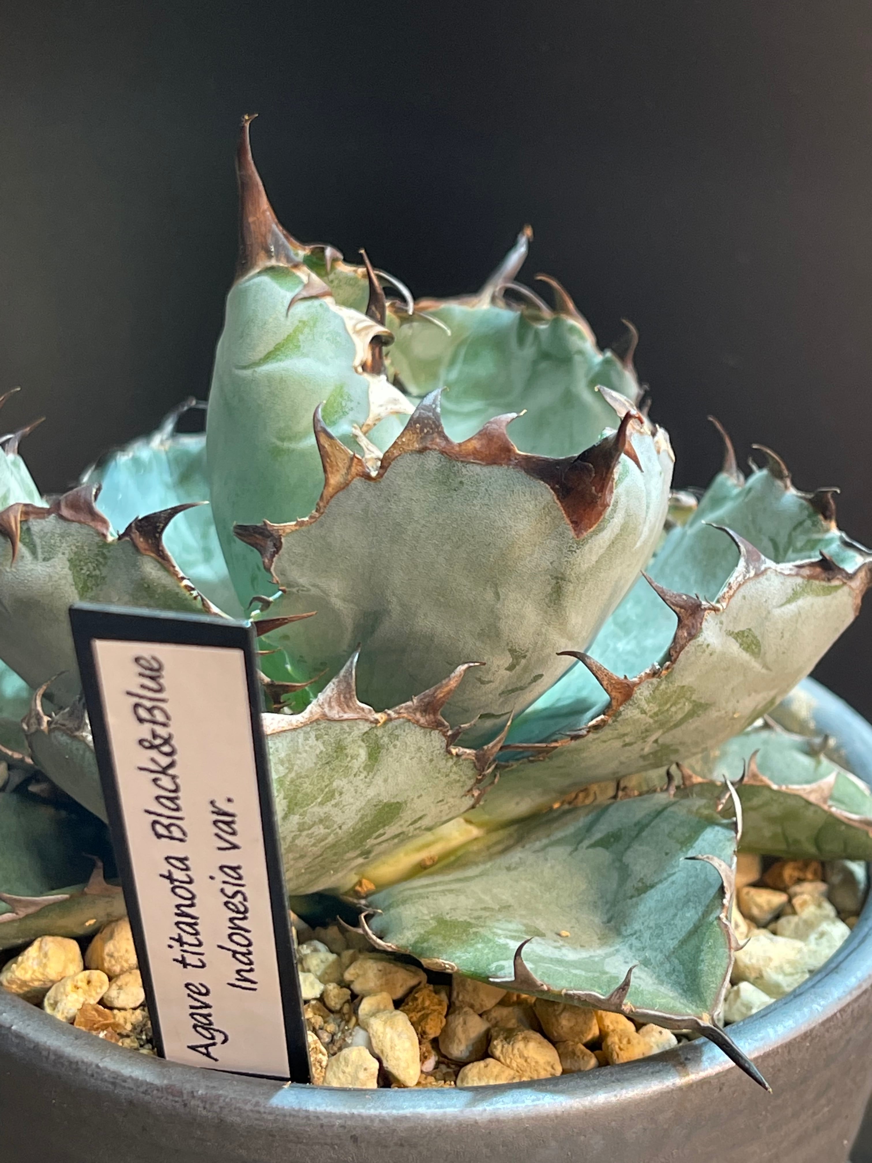 アガベ チタノタ agave titanota インドネシア株