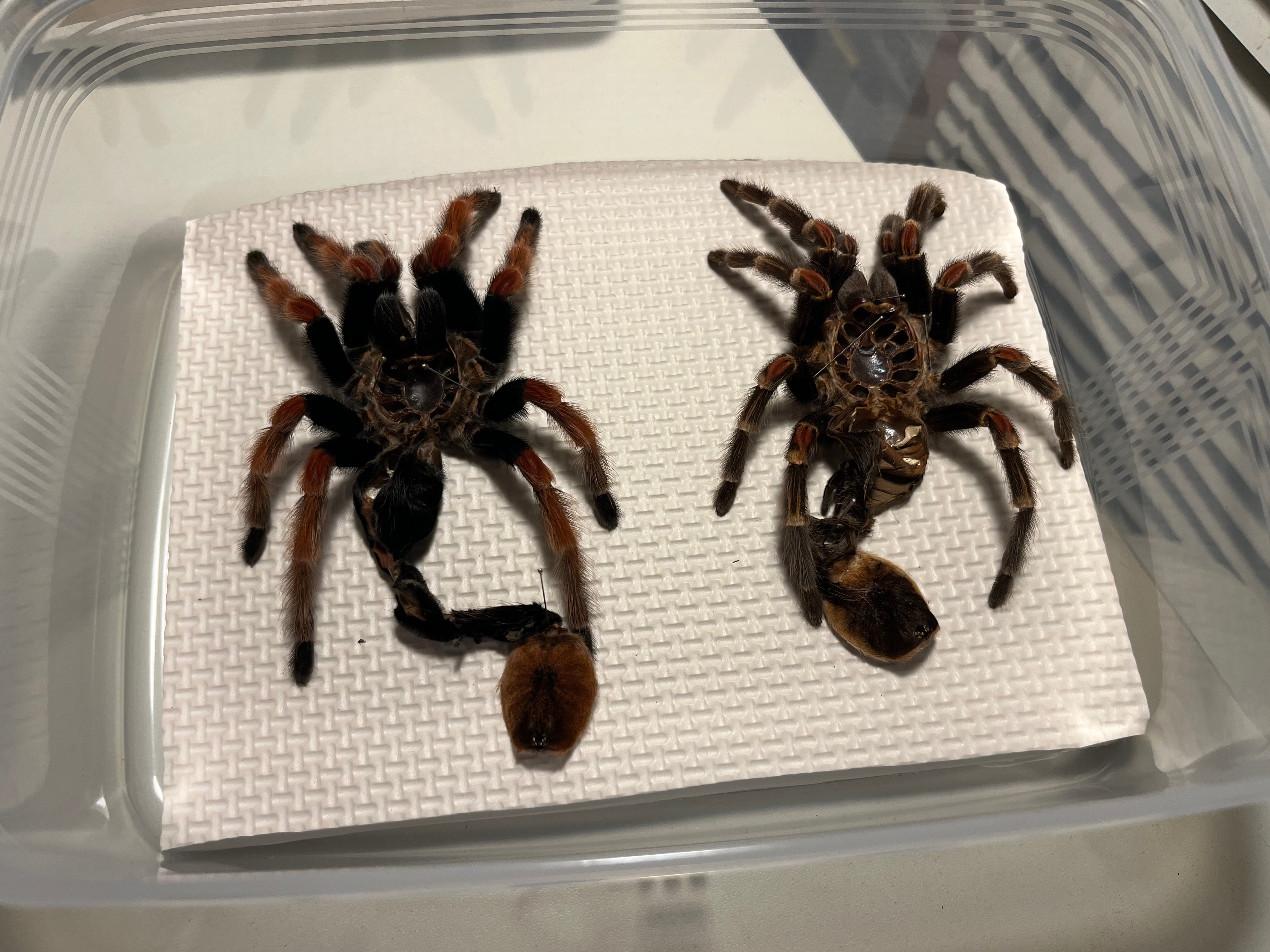Brachypelma属のタランチュラの脱皮殻標本 メキシカンフレームニーと