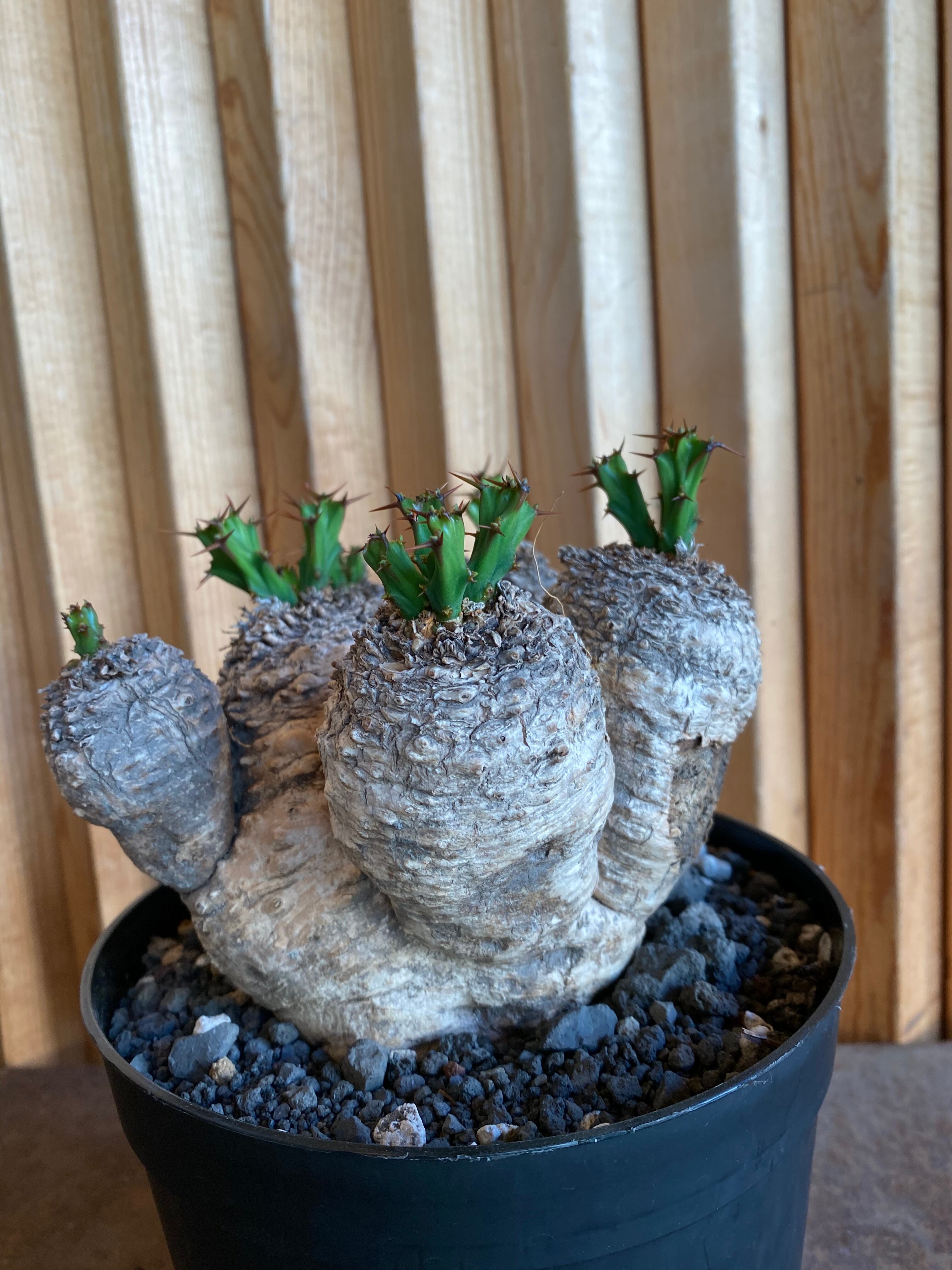 ユーフォルビア　クラビゲラ　現地球　大株 ユーフォルビア クラビゲラ 