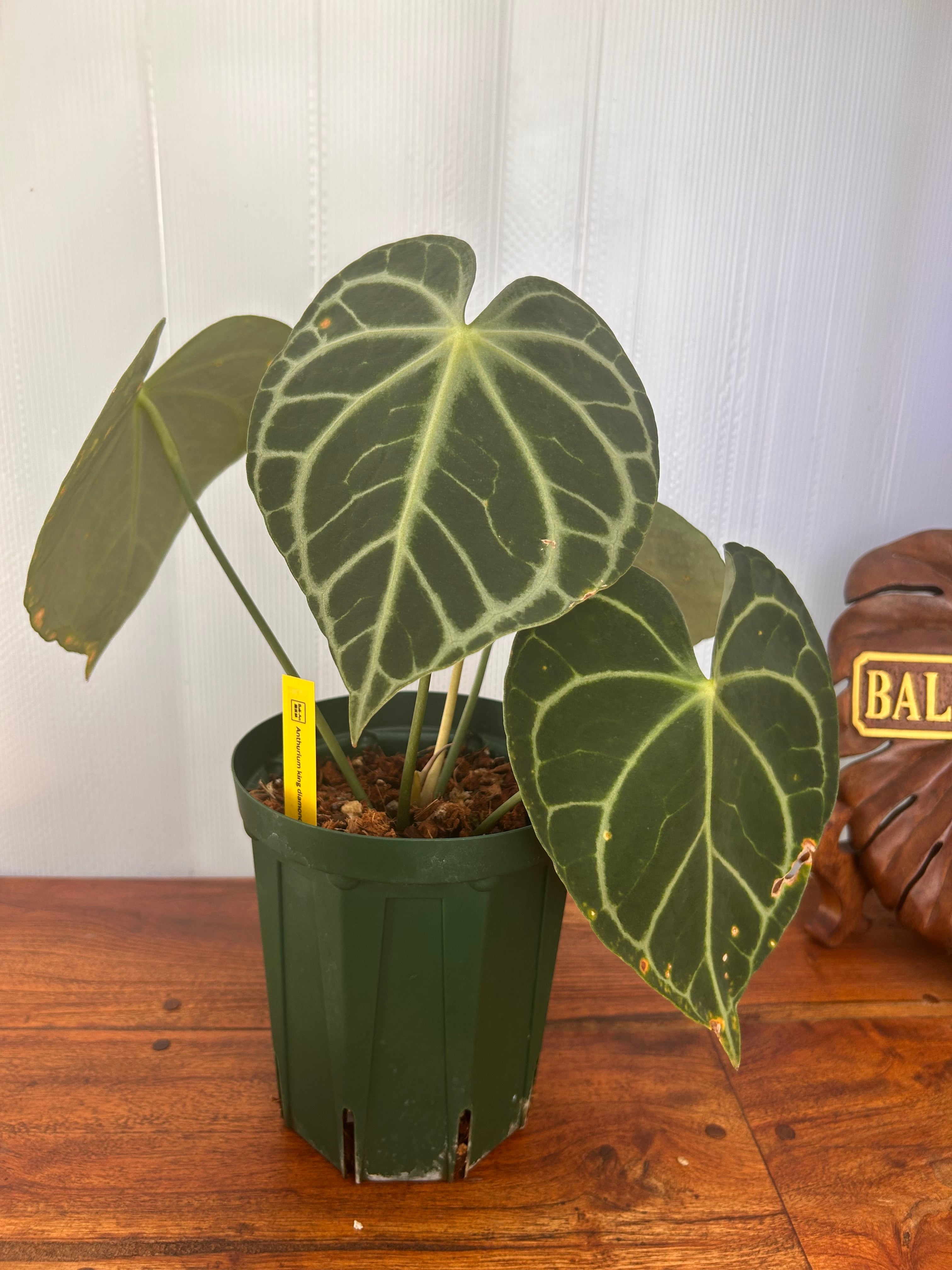 Anthurium | BALI-AN 園芸