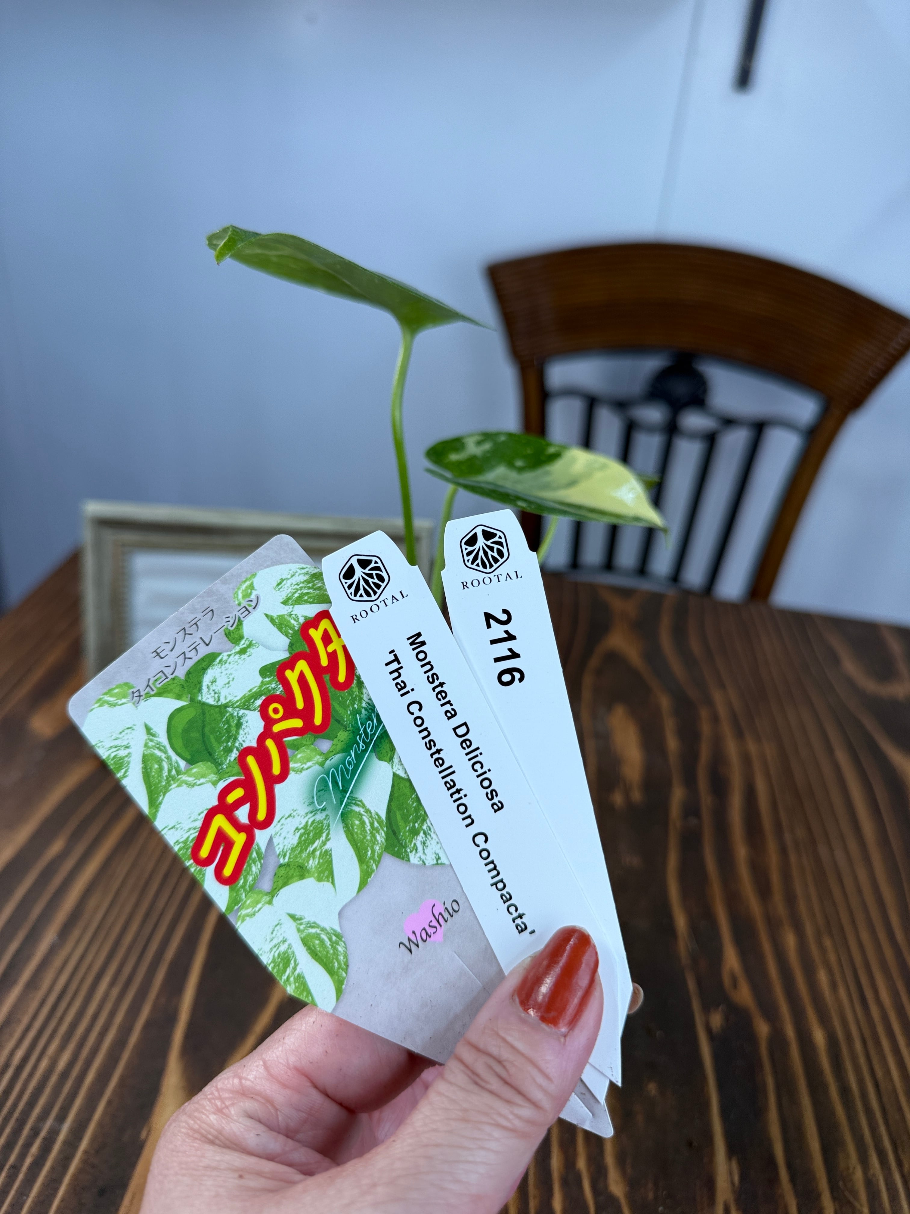 モンステラ | ROOTALPLANTS