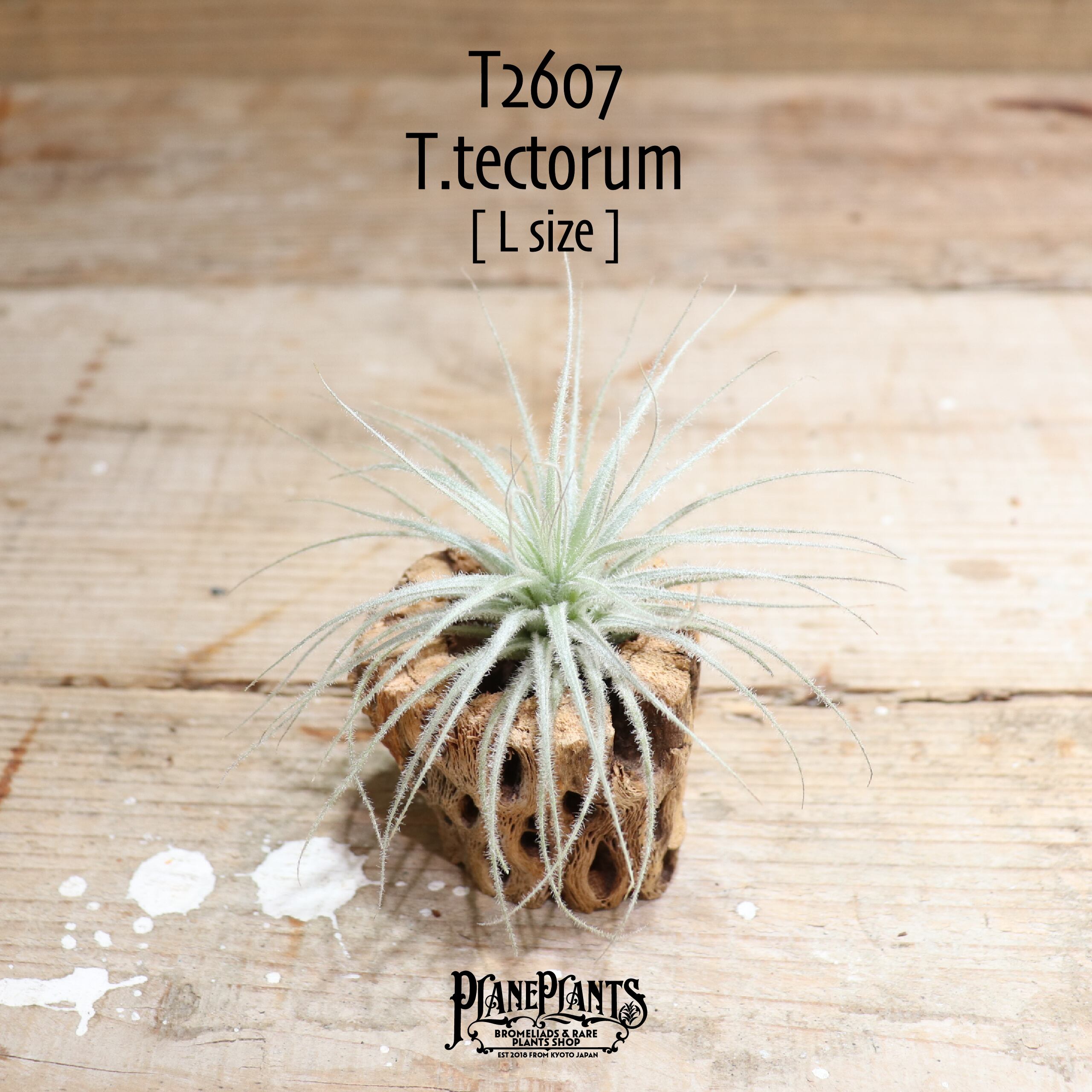 【送料無料】テクトラム L〔エアプランツ〕現品発送T2607