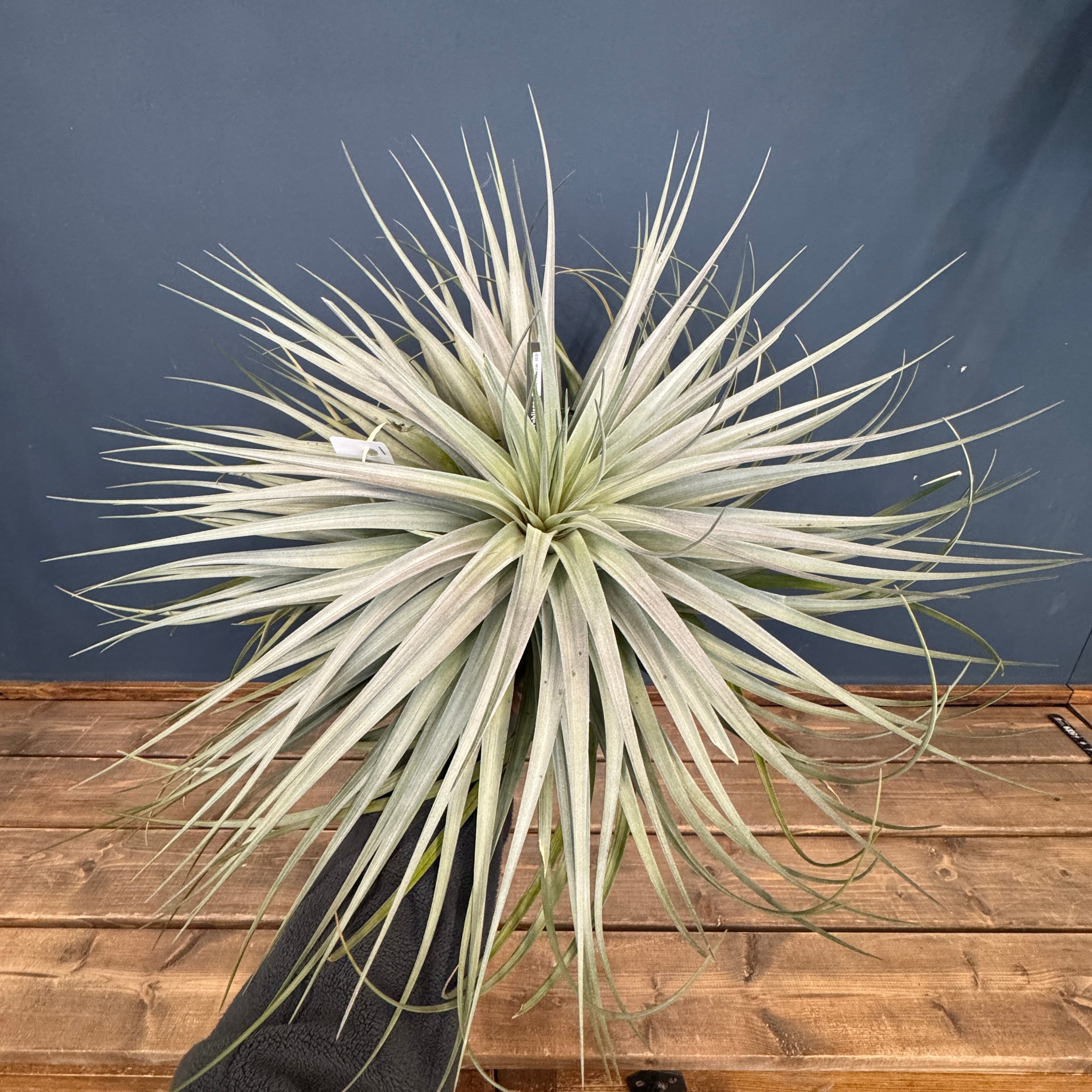 チランジア ポーリアナxディスティカ ハイブリッド【583】 | PROTOLEAF