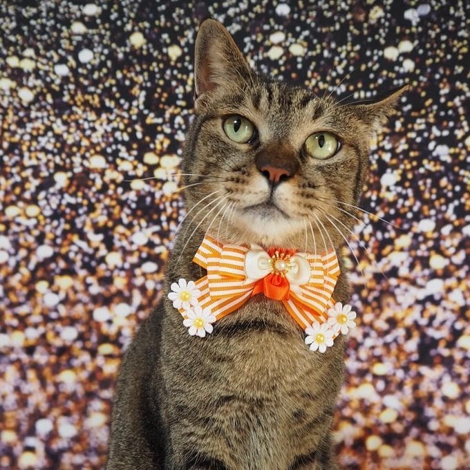 犬猫チョーカー 小サイズ しましま イエロー リボン 犬用 猫用 数量