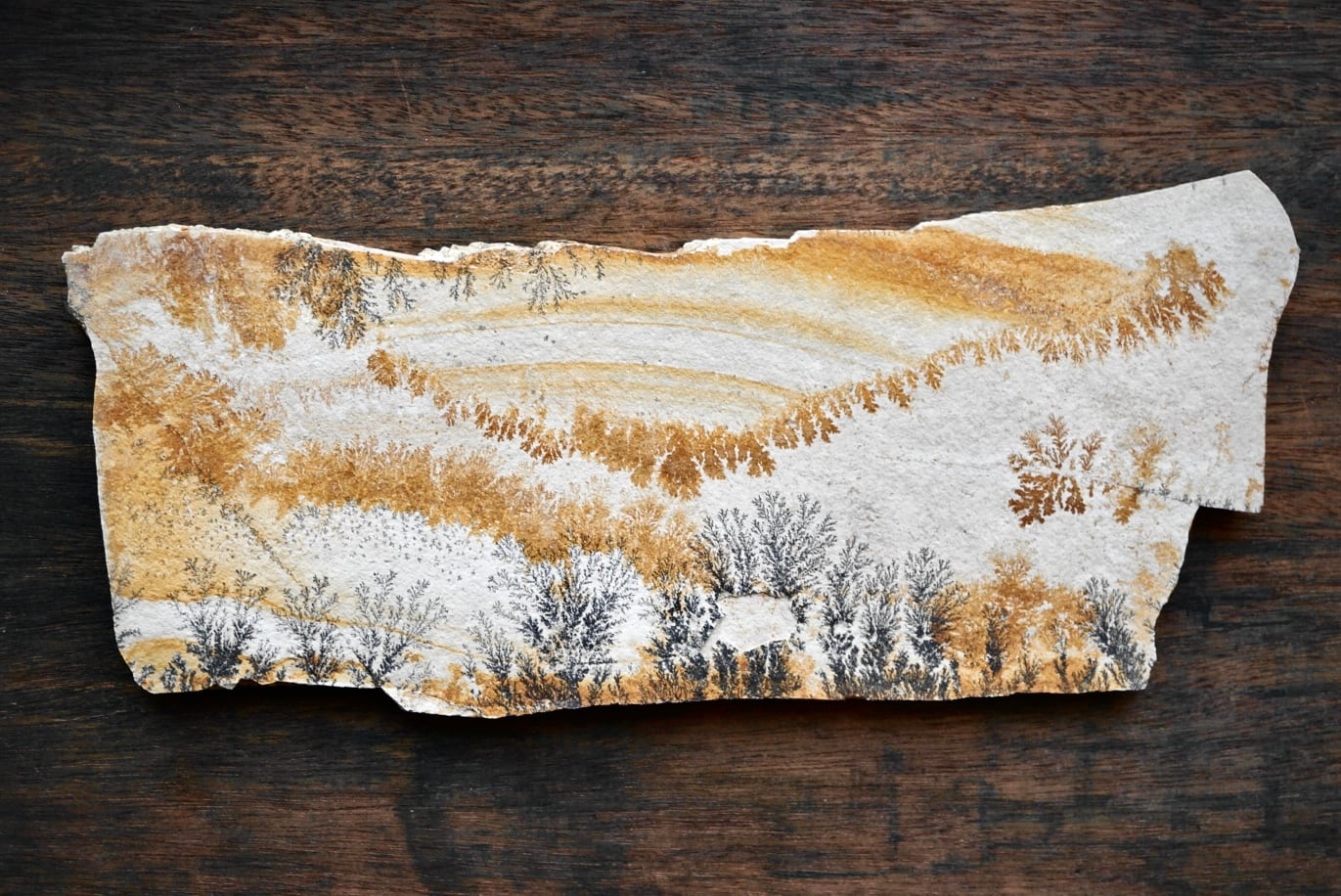 dendrite | 叙景 jokei