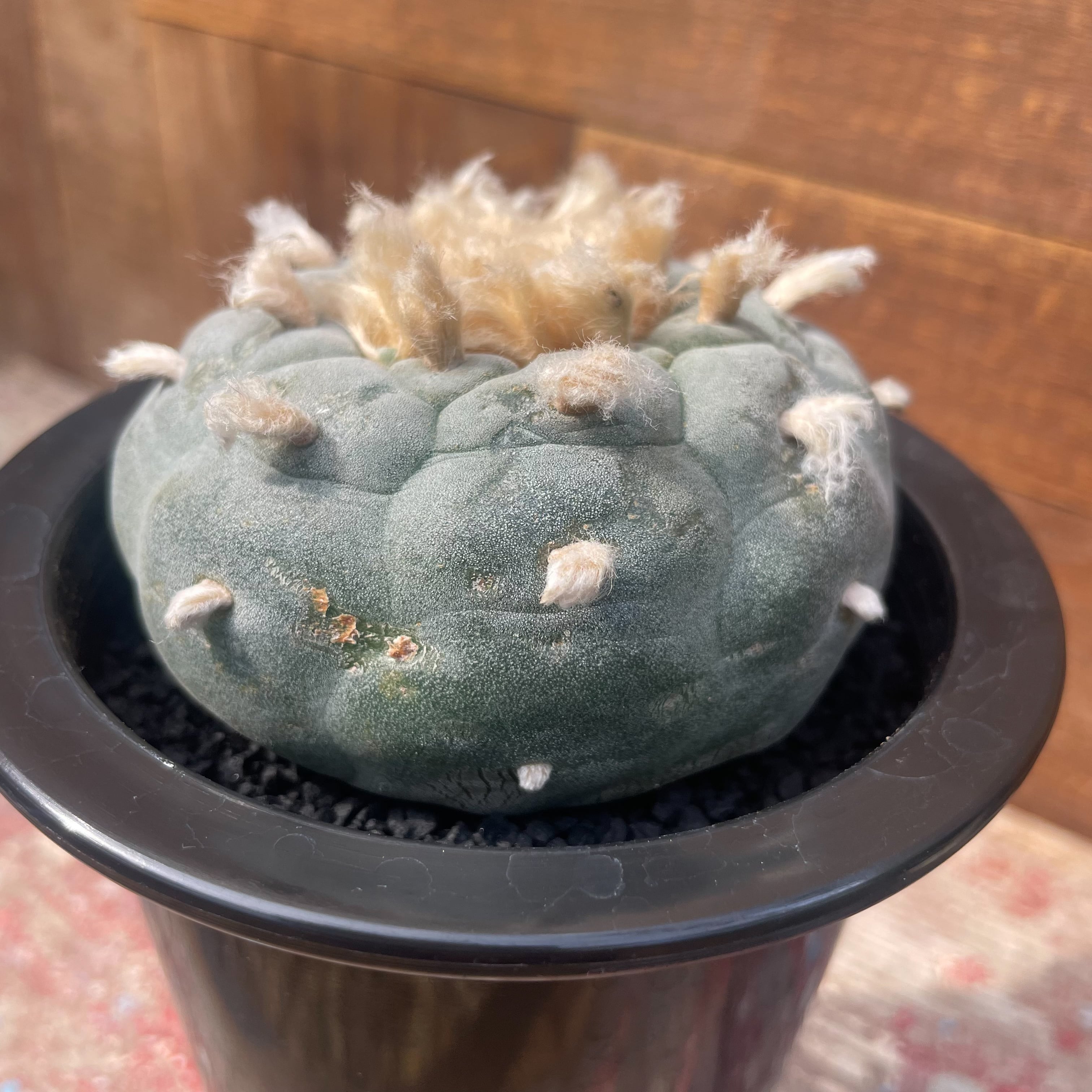 Lophophora 白肌疣銀冠玉【ロフォフォラ・実生】 | RIMO