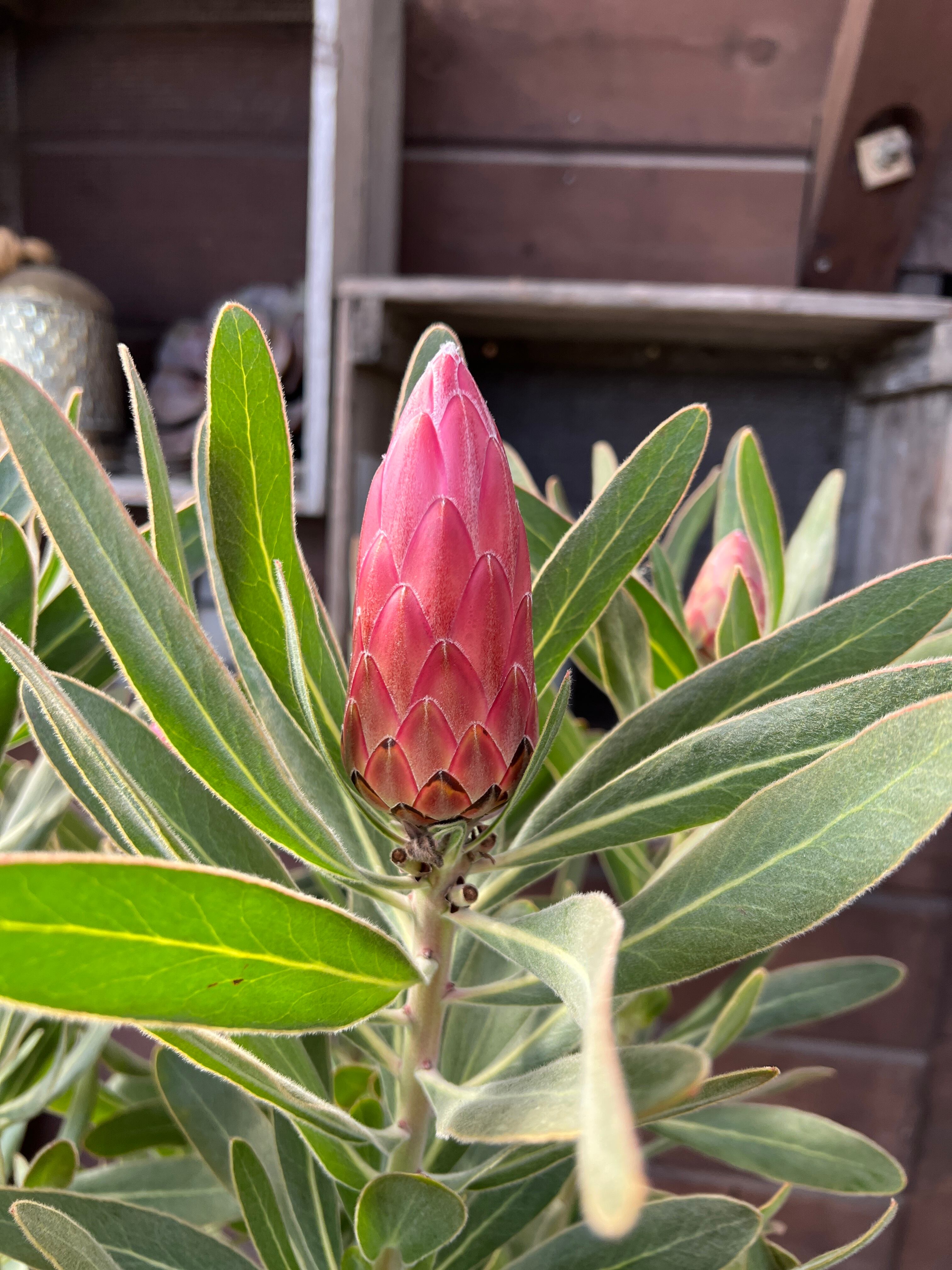 プロテア　ピンクアイス☆C 園芸ネット本店｜[ザ・ファームセレクト]プロテア：スペシャルピンク