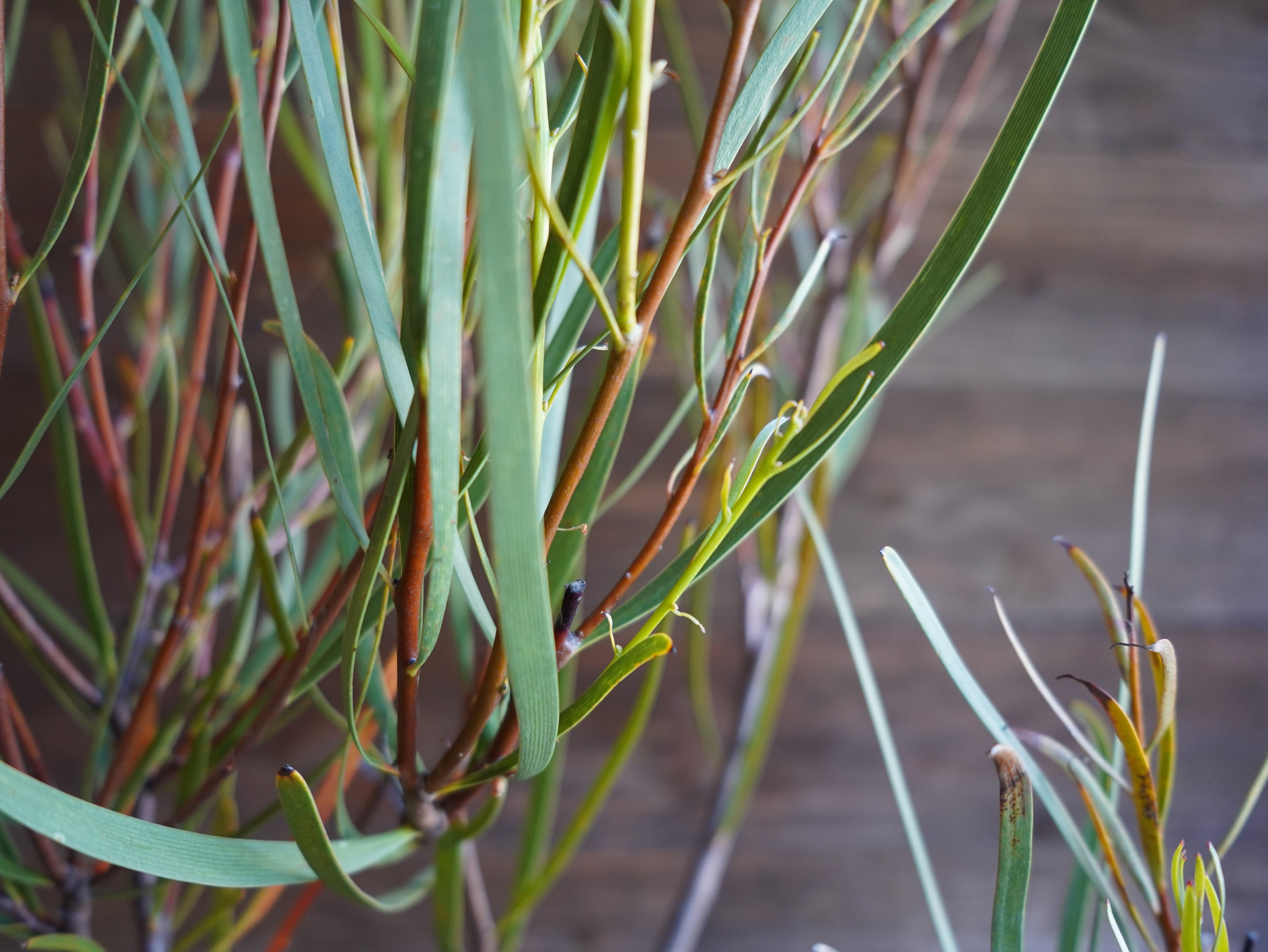 【現物】ハケア　”マルチリネアータ”