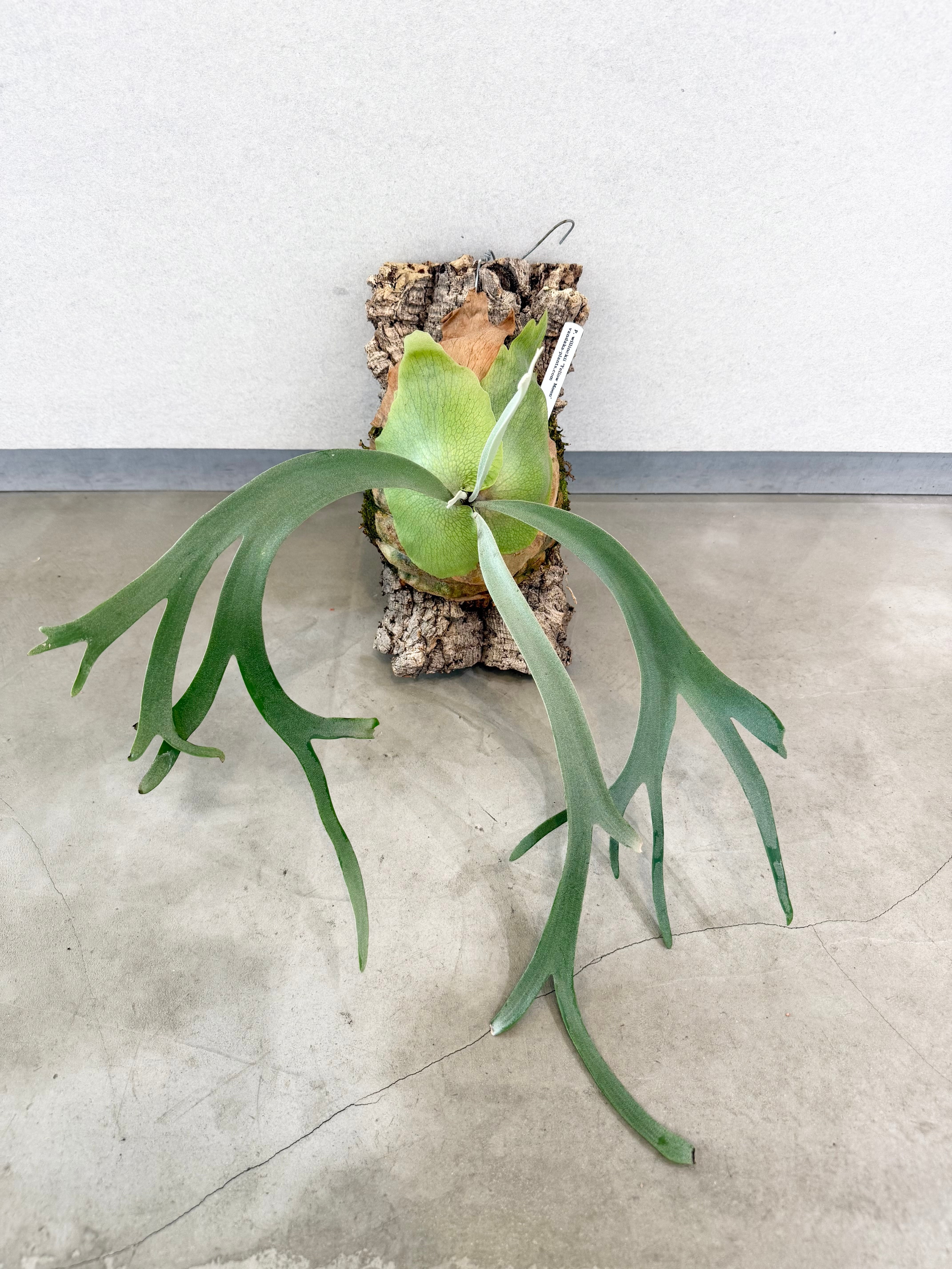 Platycerium_ビカクシダ | vandaka plants