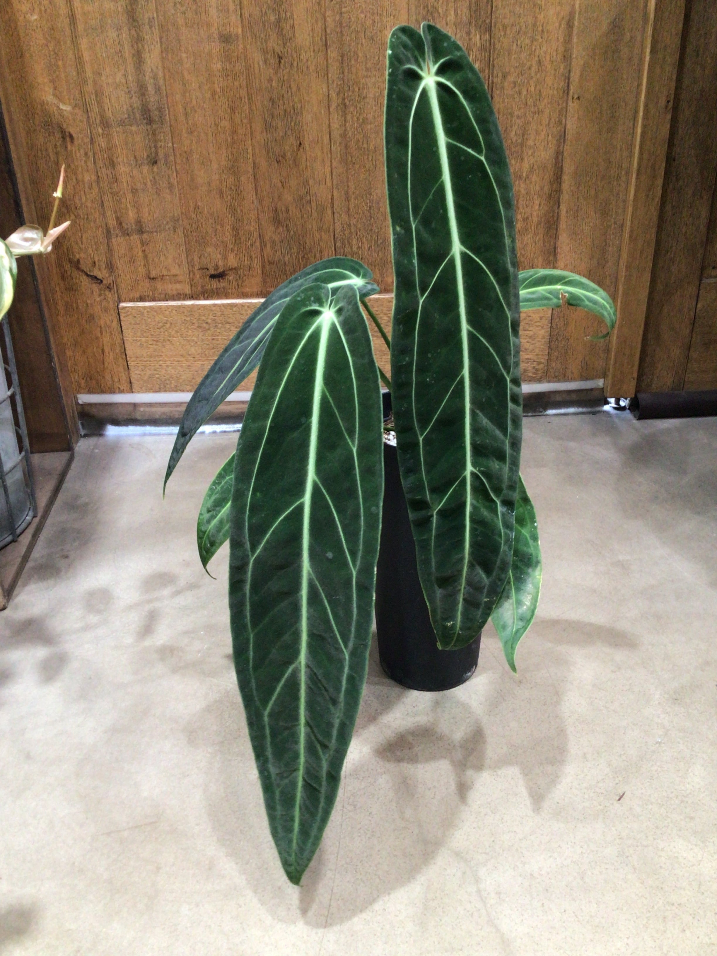 Bアンスリウム ビッタリフォリウム斑入り | MIDORIYA 観葉植物専門店