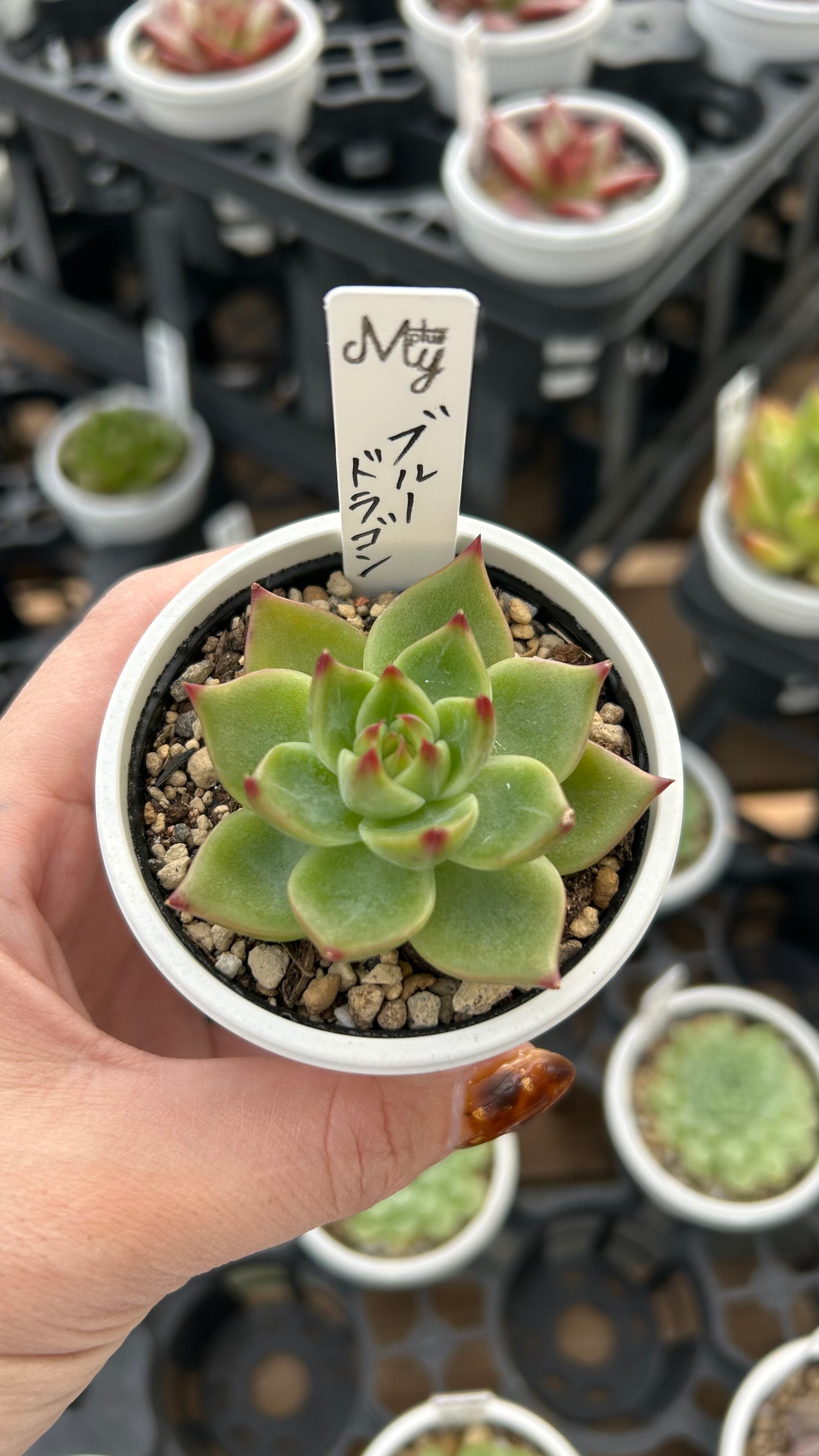 デントラチェム 多肉植物 エケベリア 安心の生産ポットそのまま販売