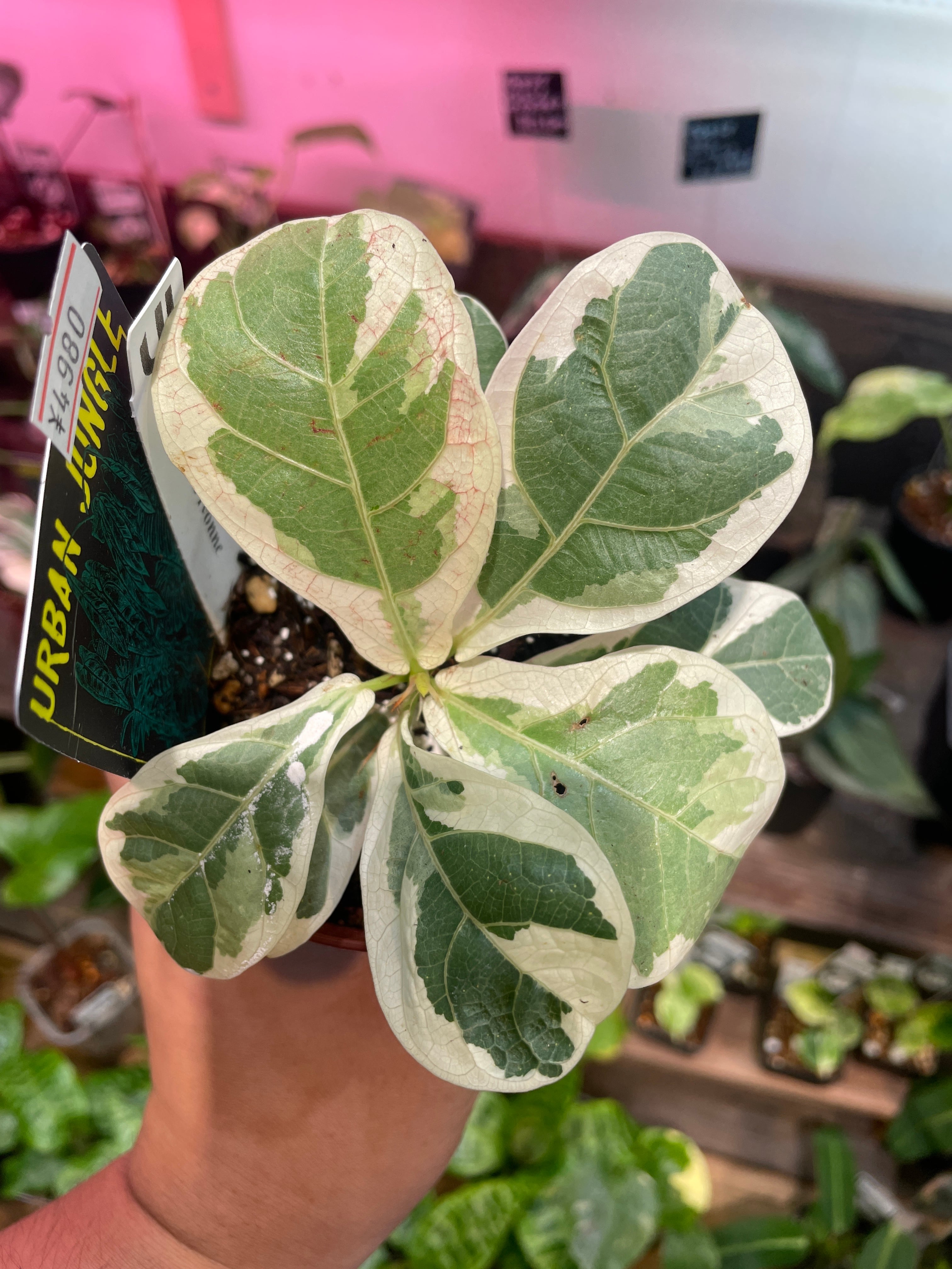 14 フィカス リラータ イヴォンヌ 希少】 Ficus Lyrata Ivonne /フィカス リラータ斑入り