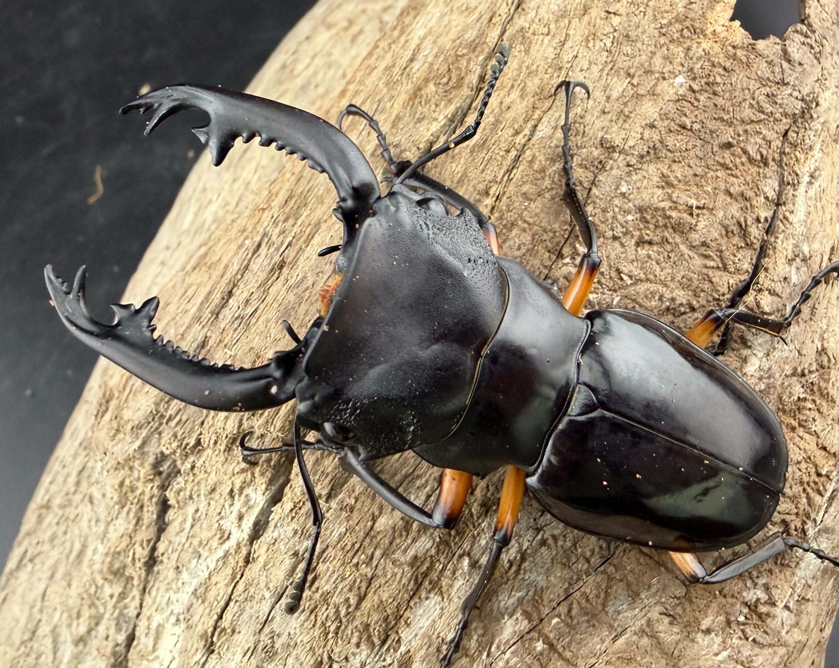 標本】天翅済み《オオキバヘビトンボ 中国産 開翅15cm前後》① | KPW