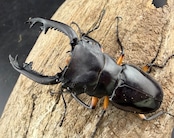 WD】《インペリアリスツヤ亜種komorii トゥルスマリア産 66.5mm ペア》