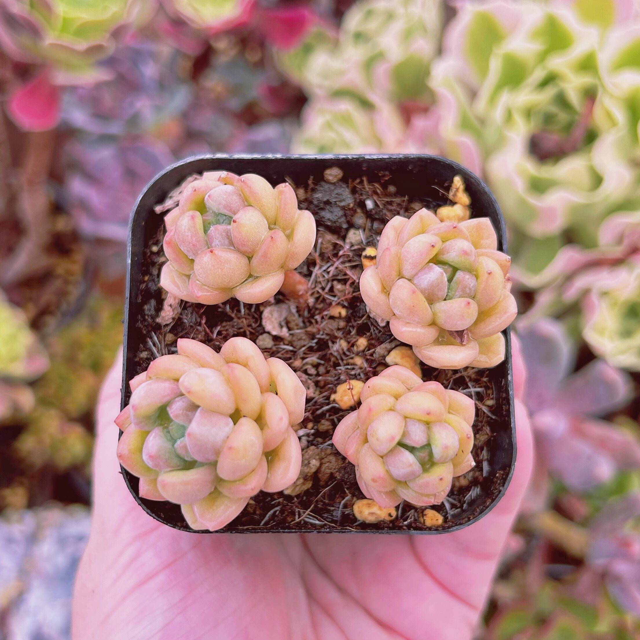 #598現物　多肉植物　新品種　ピンクパール　抜き苗