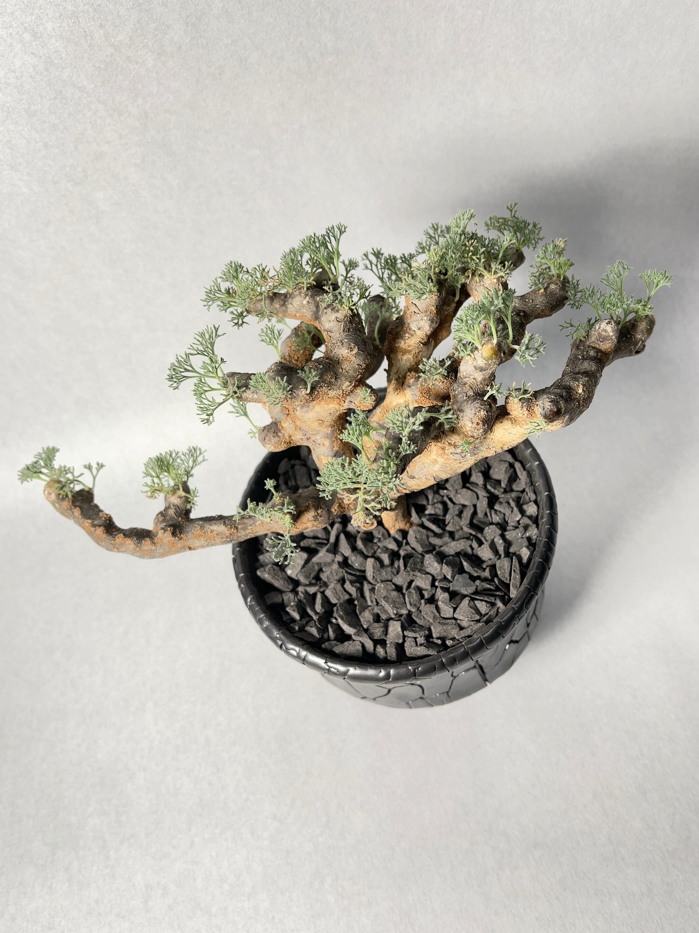 サルコカウロン　ムルチフィズム dbbe84d27e82a8d7b92ad1829a9258