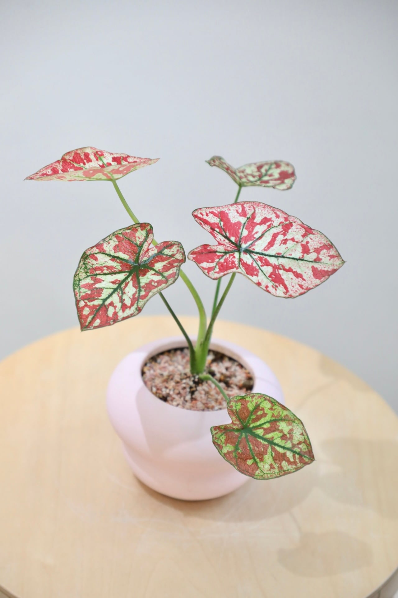 S】カラジウム ユニバース/Caladium | 【厳選植物・器】MIDORI DOUMEI