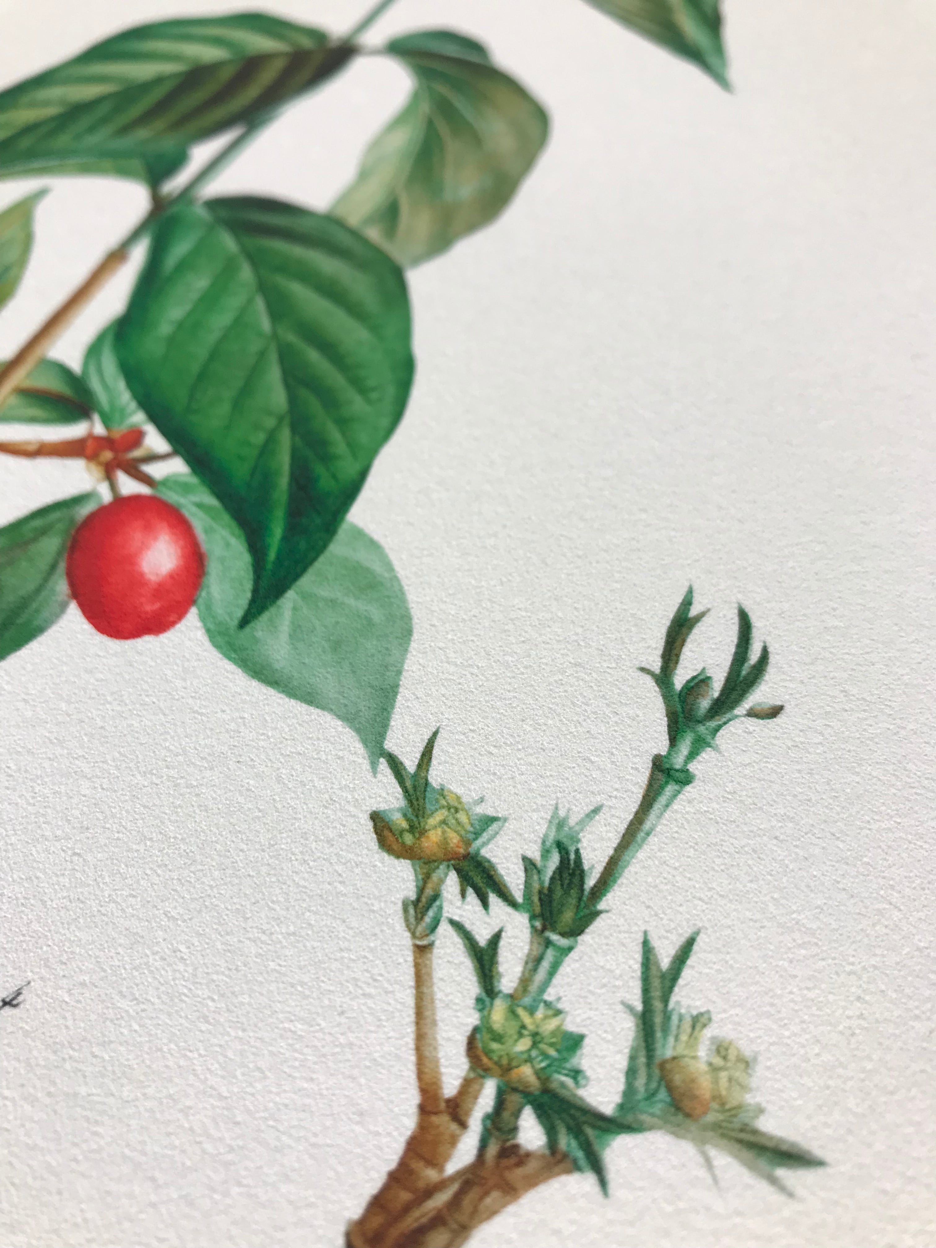 ボタニカルイラストレーション／ハナミズキ／レプリカ | アートと