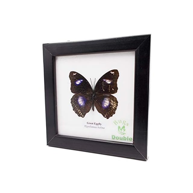 スハンダムカシタマムシ標本 スハンダエオウサマムカシタマムシ② 標本 単品