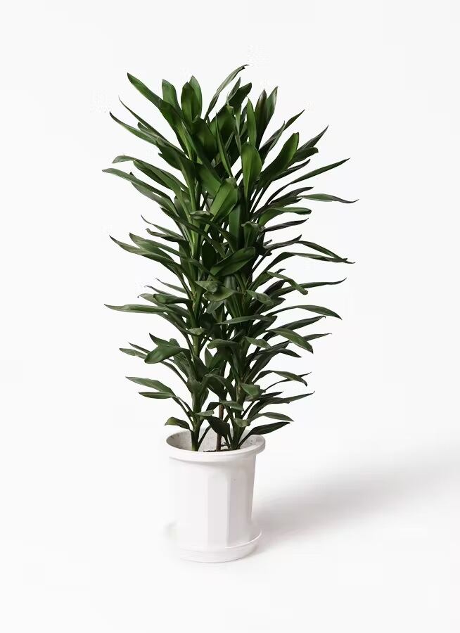 観葉植物 ドラセナ グローカル 10号 | CAgarden