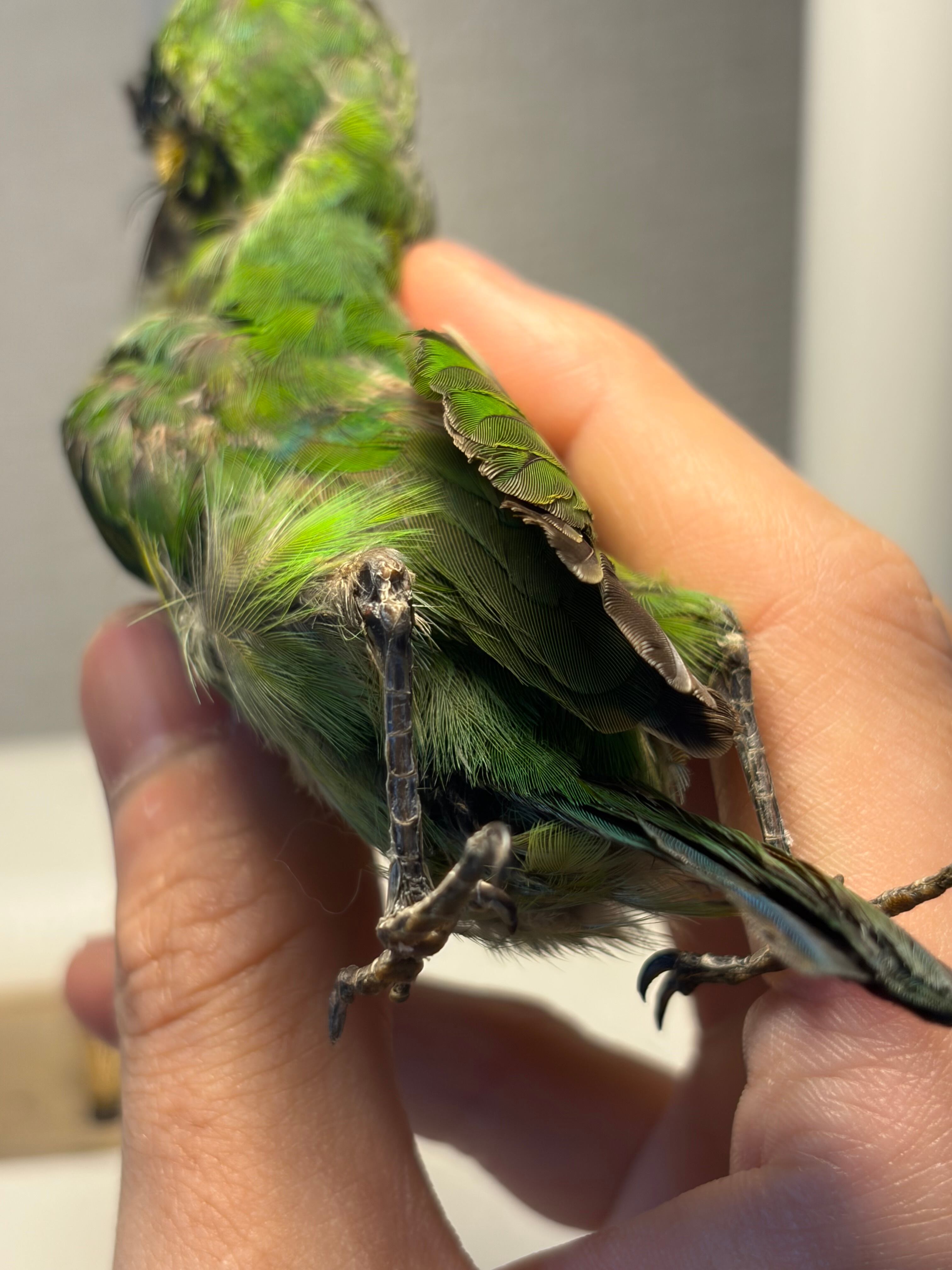 鳥剥製】アオミミゴシキドリ yellow-eared barbet Psilopogon