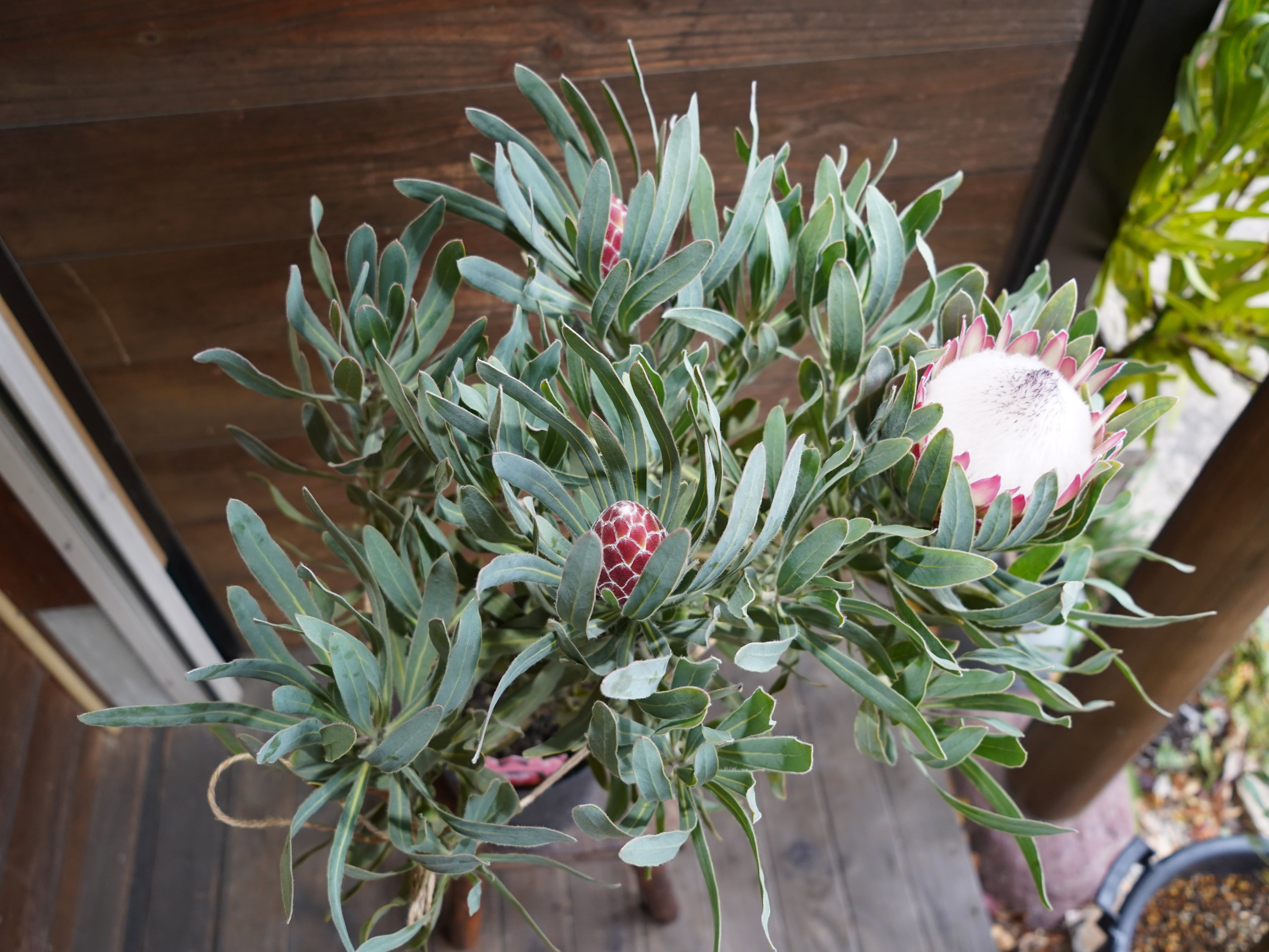 【現物】プロテア　”ポッサムマジック”