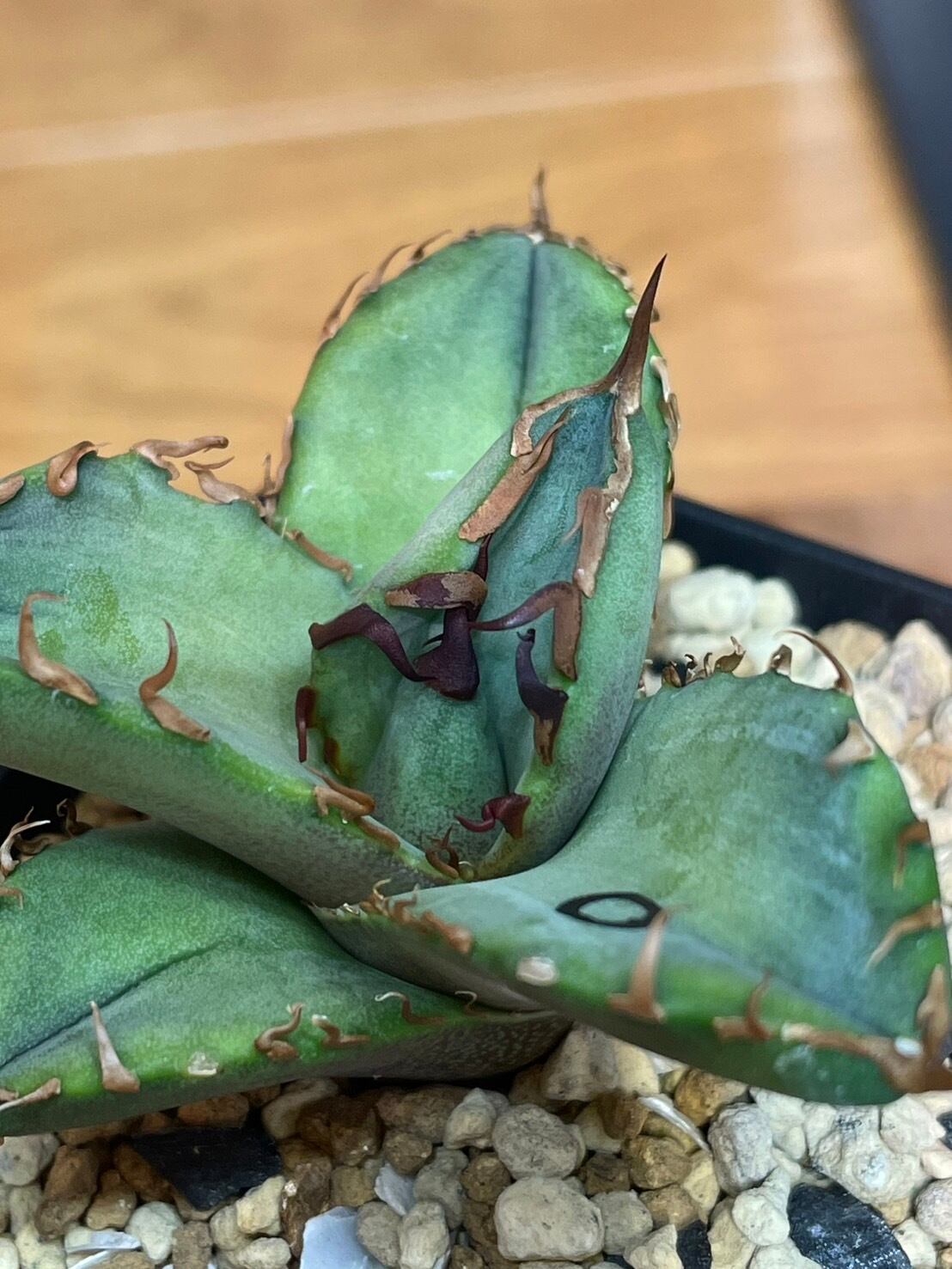 【 127 】oteroi seedling ②