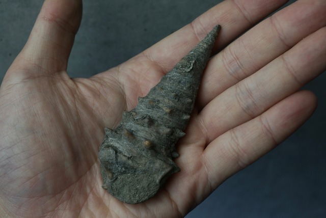 岡山県産ビカリア化石 Vicarya yokoyamai 1813