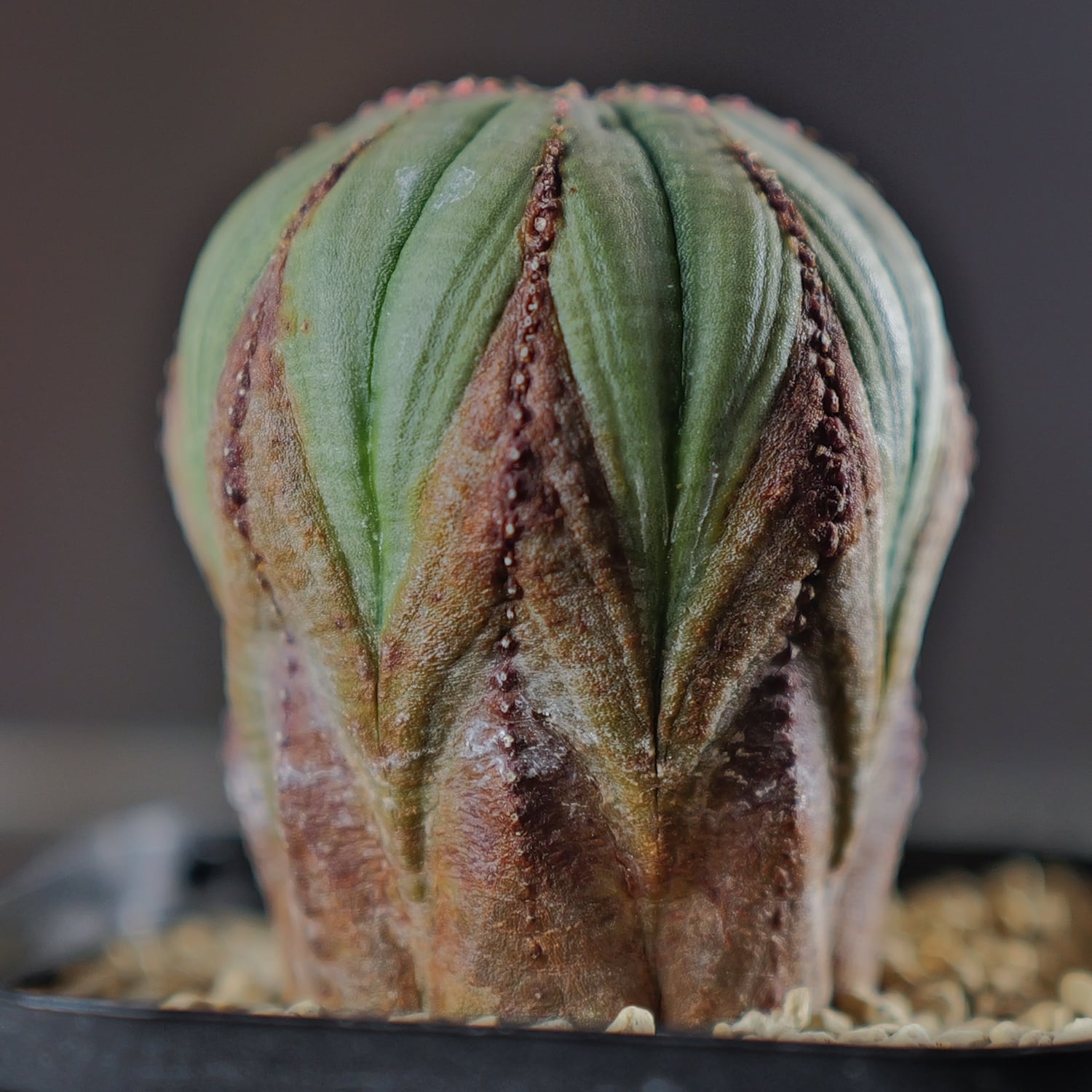 美模様 オベサ | LIGHTHOUSE.PLANTS - 海外実生株のオベサなど輸入植物