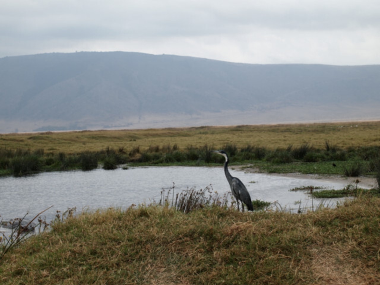 タンザニア スノートップ
