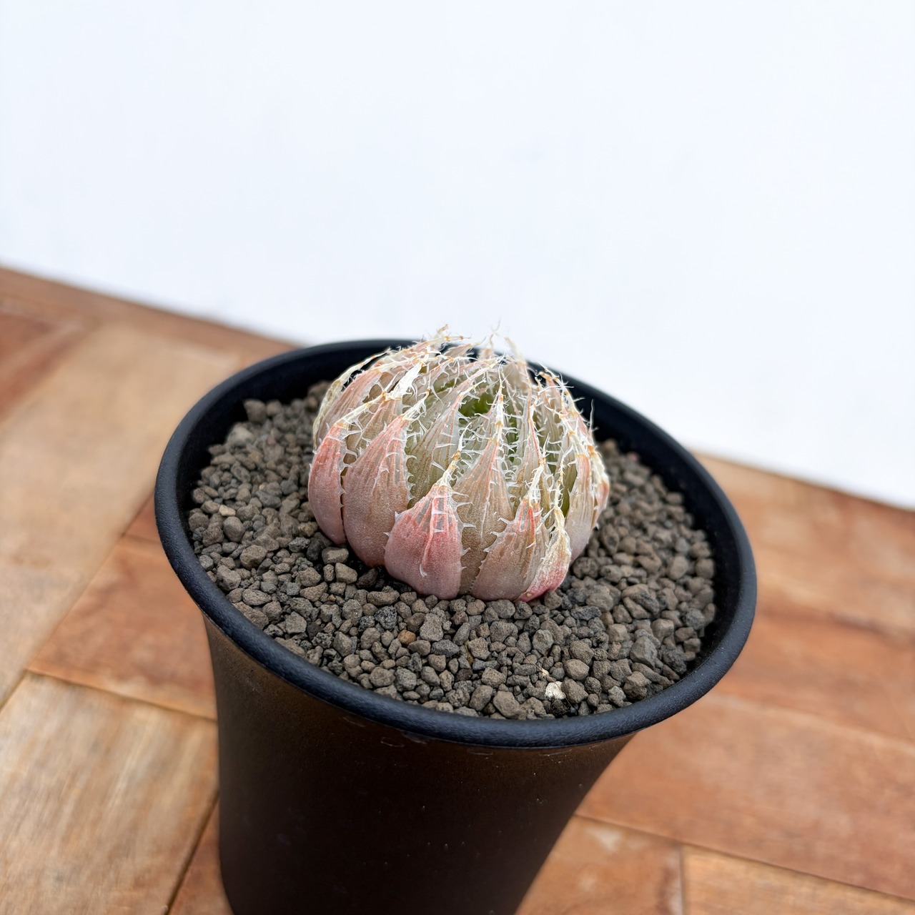 Haworthia bolusii×semiviva【ハオルチア・ボルシー×セミビバ】 　