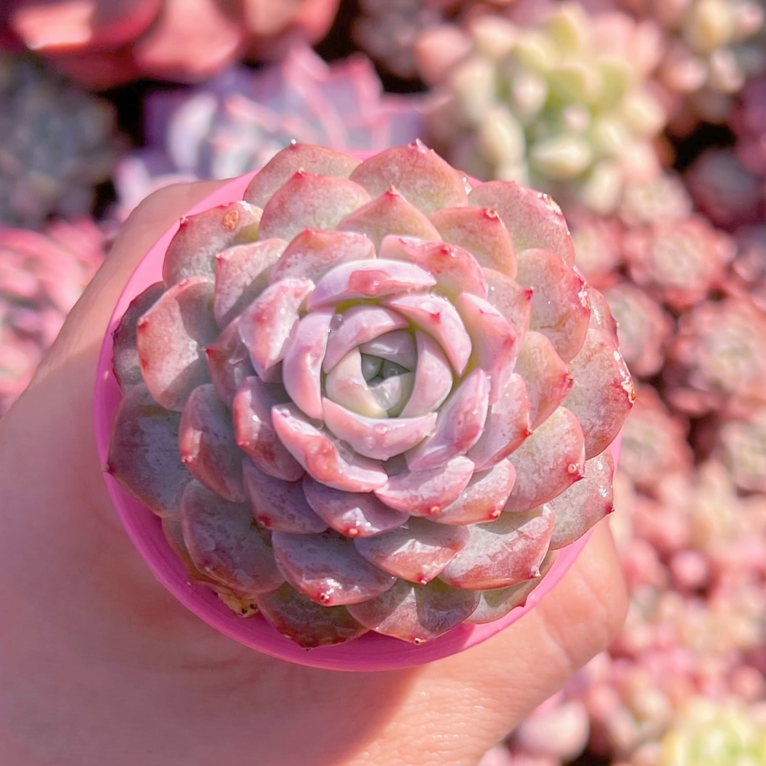 多肉植物　アメイジンググレース　新入荷　るる農園