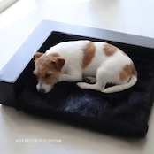 BUDDY BED BLACK