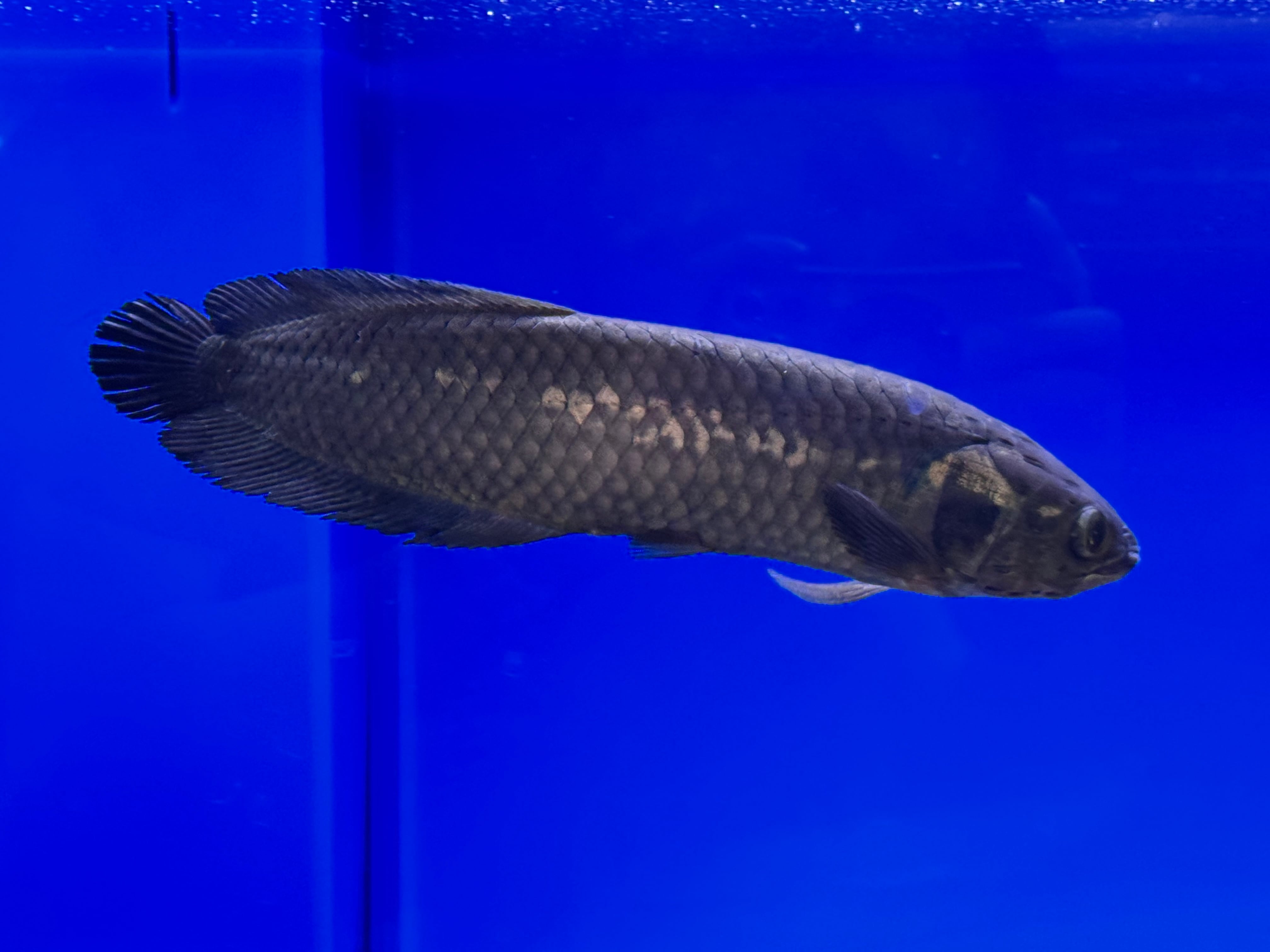 ブラックアロワナ 23cm〜 | AQUASTYLEG ブラックアロワナ 23cm〜 | AQUASTYLEG