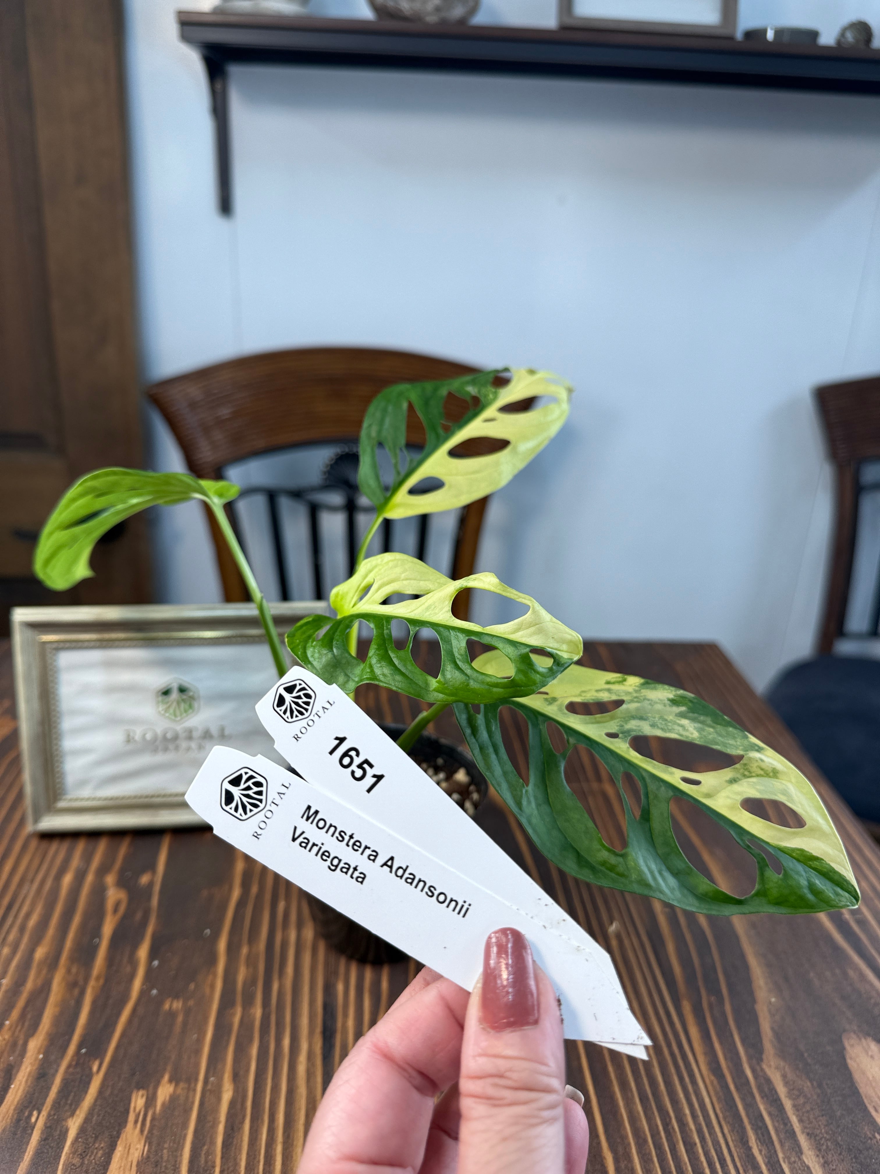 ★1651【魅了する美しさ】モンステラ アダンソニーオーレアバリエガータ(黄斑)(3号ポット)※葉痛みあり