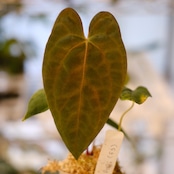 パピリラミナム(FS)×アンスリウム エース オブ スペード(AOS)⑦/ Papillilaminum ‘Fort Sherman' × Anthurium Ace of spades / 観葉植物