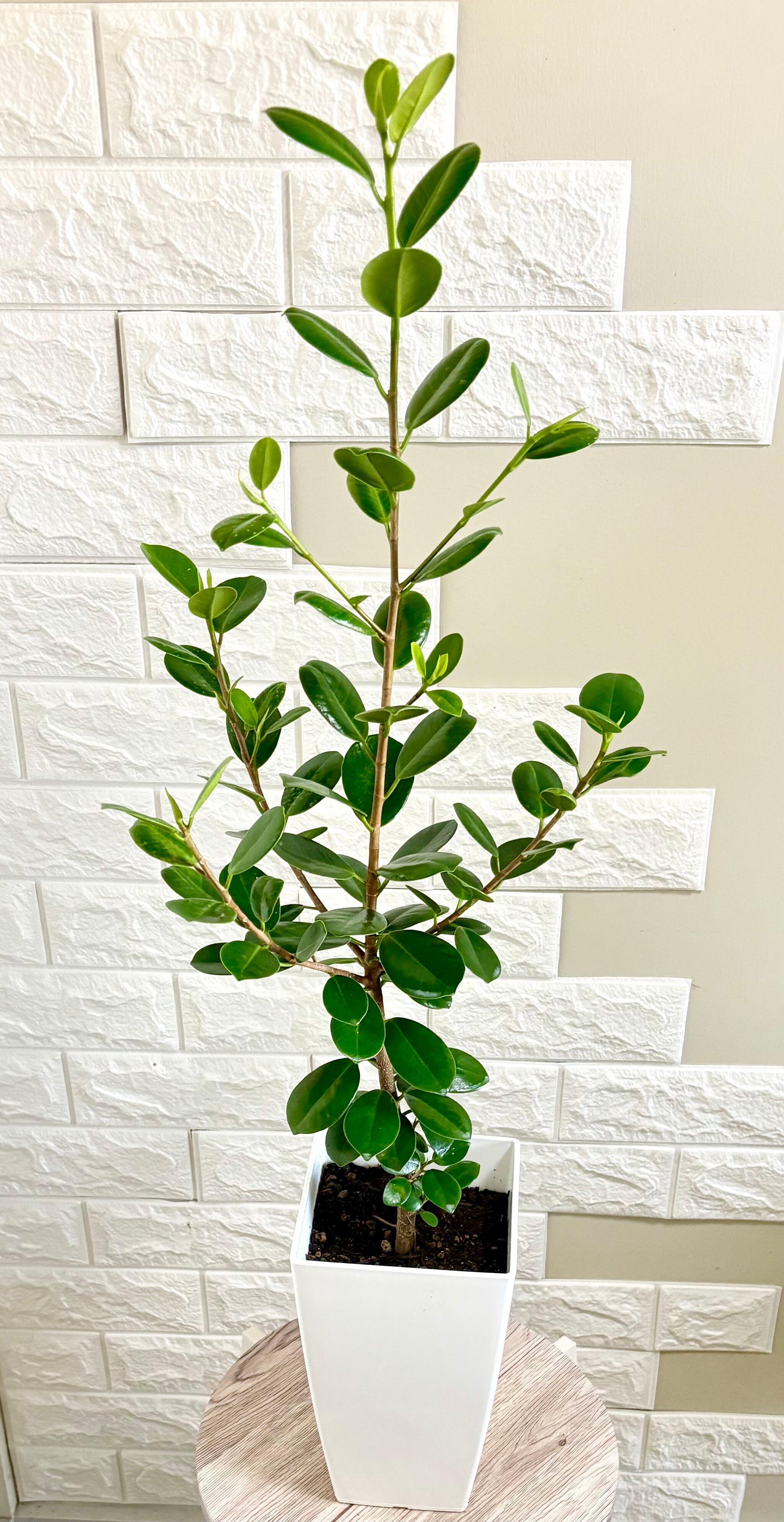 パンダガジュマル⭐️観葉植物 | 観葉植物のお店 feerie（フェリエ）
