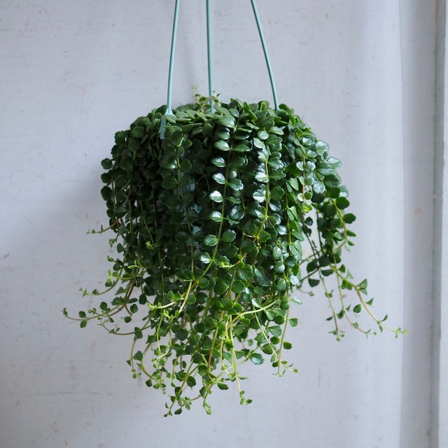 カランコエ フィフィ ハナと枝