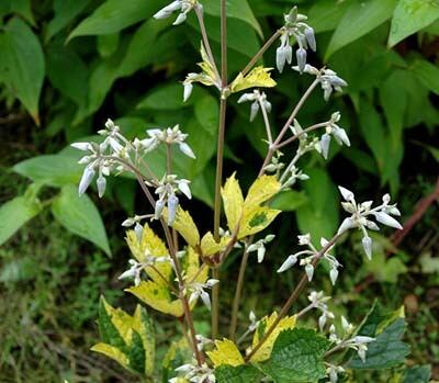 斑入り草ボタン　C.stans ‛Variegata’　-ヘラクレイフォリア系　O-H7