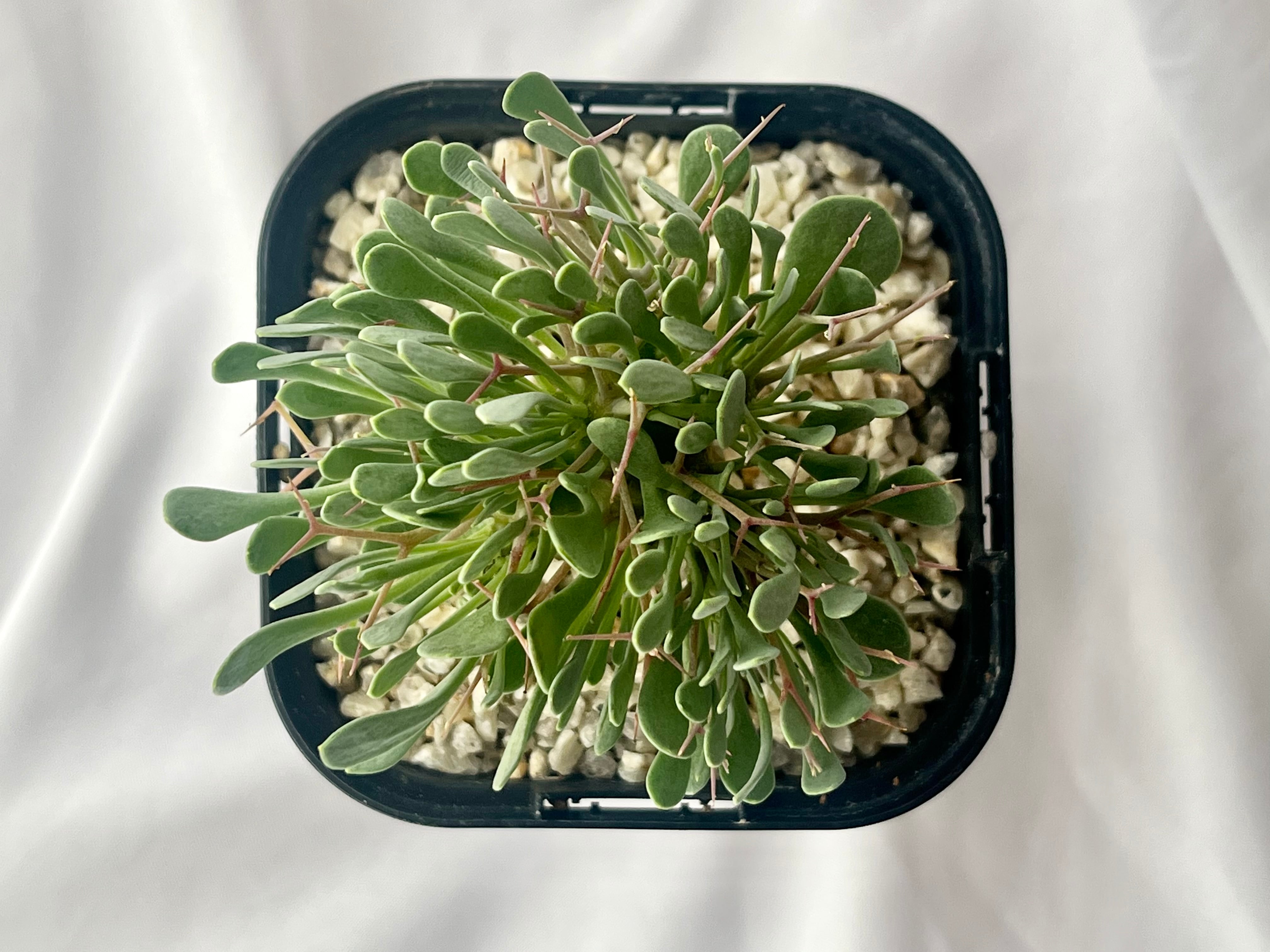 Othonna euphorbioides オトンナ ユーフォルビオイデス 黒鬼城 塊根