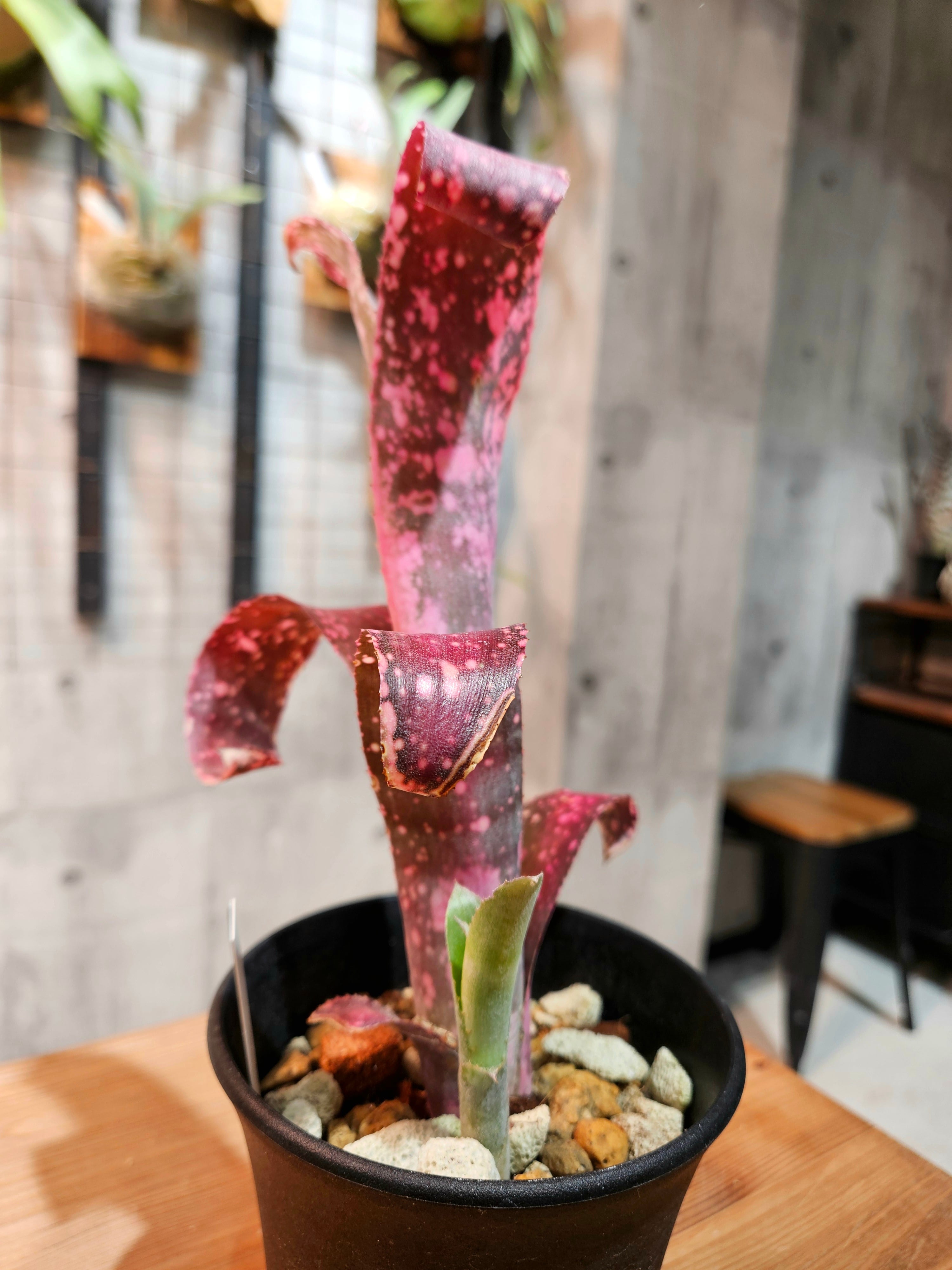 Billbergia Poguit Blanco × Pink Champagne【artPLANTs/PLANTS GARAGE